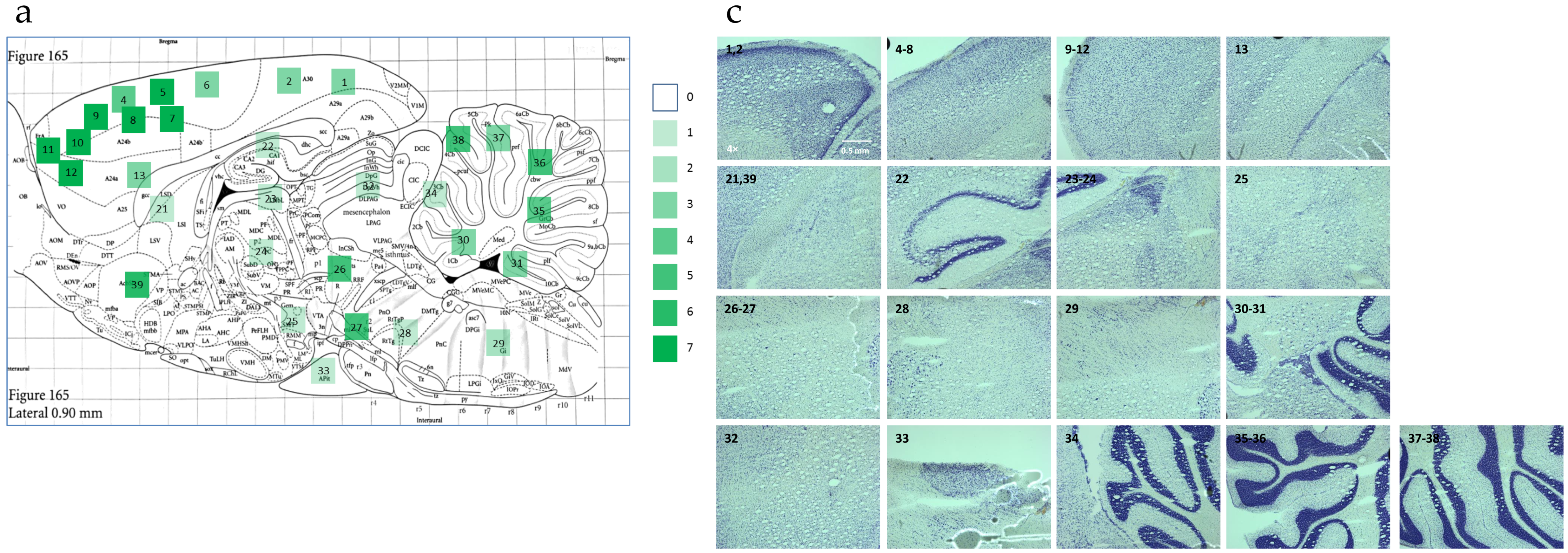 Viruses 13 00924 g002a