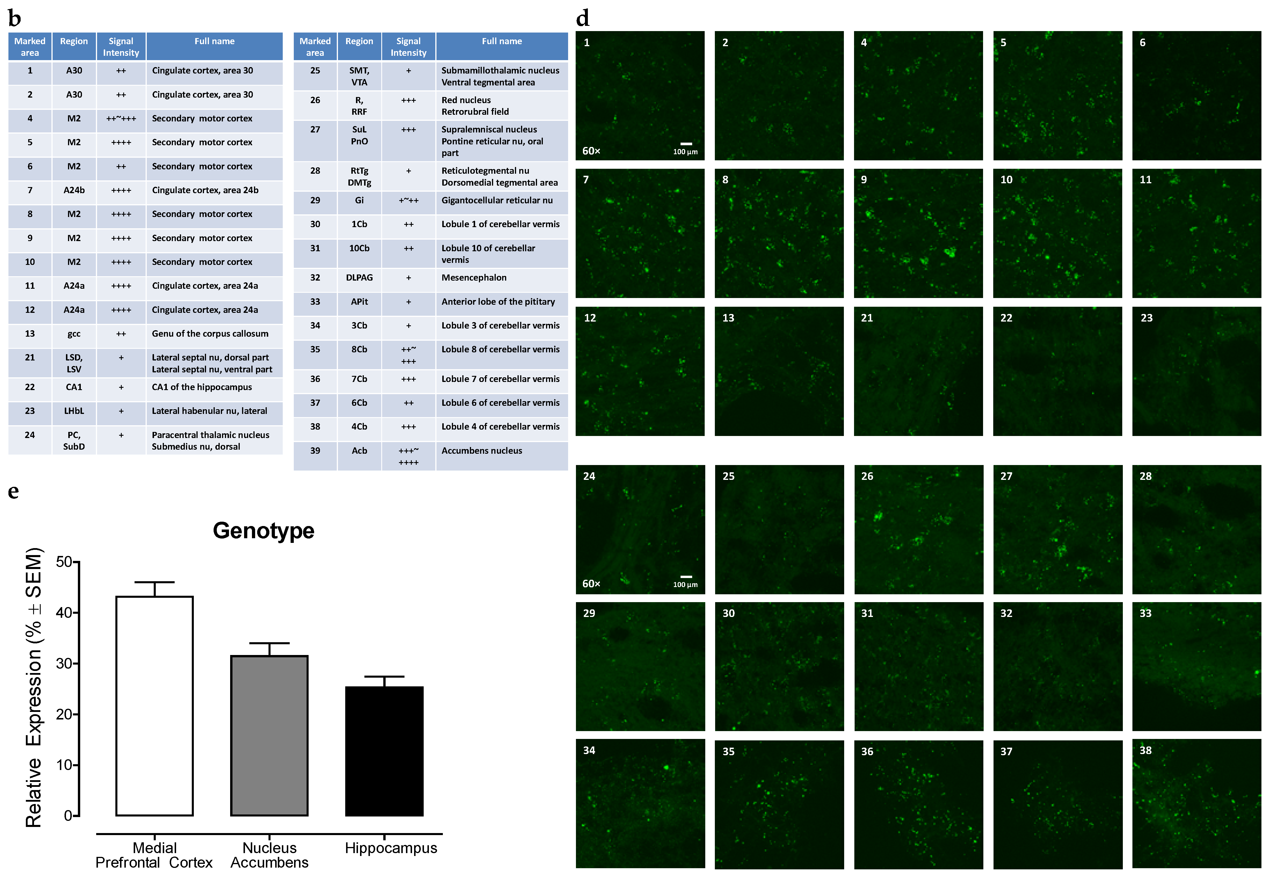 Viruses 13 00924 g002b