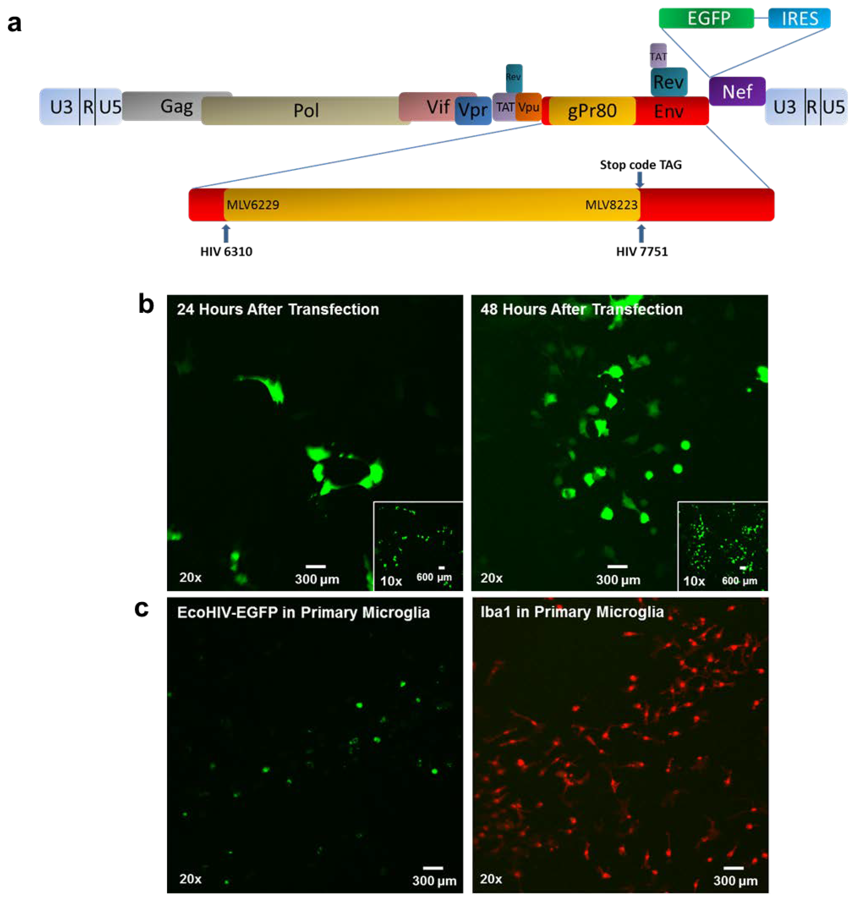 Viruses 13 00924 g005