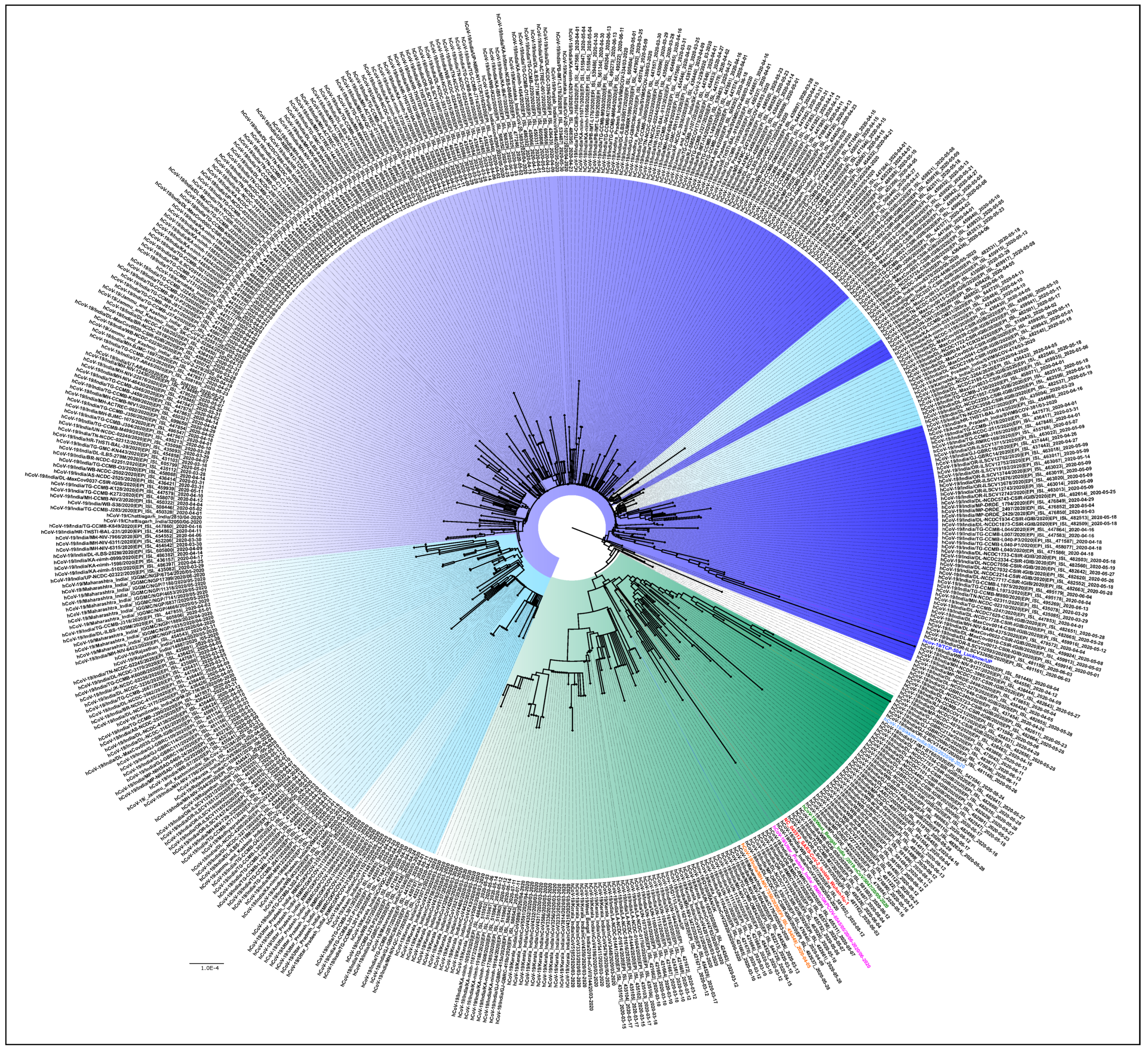 Viruses 13 00925 g003