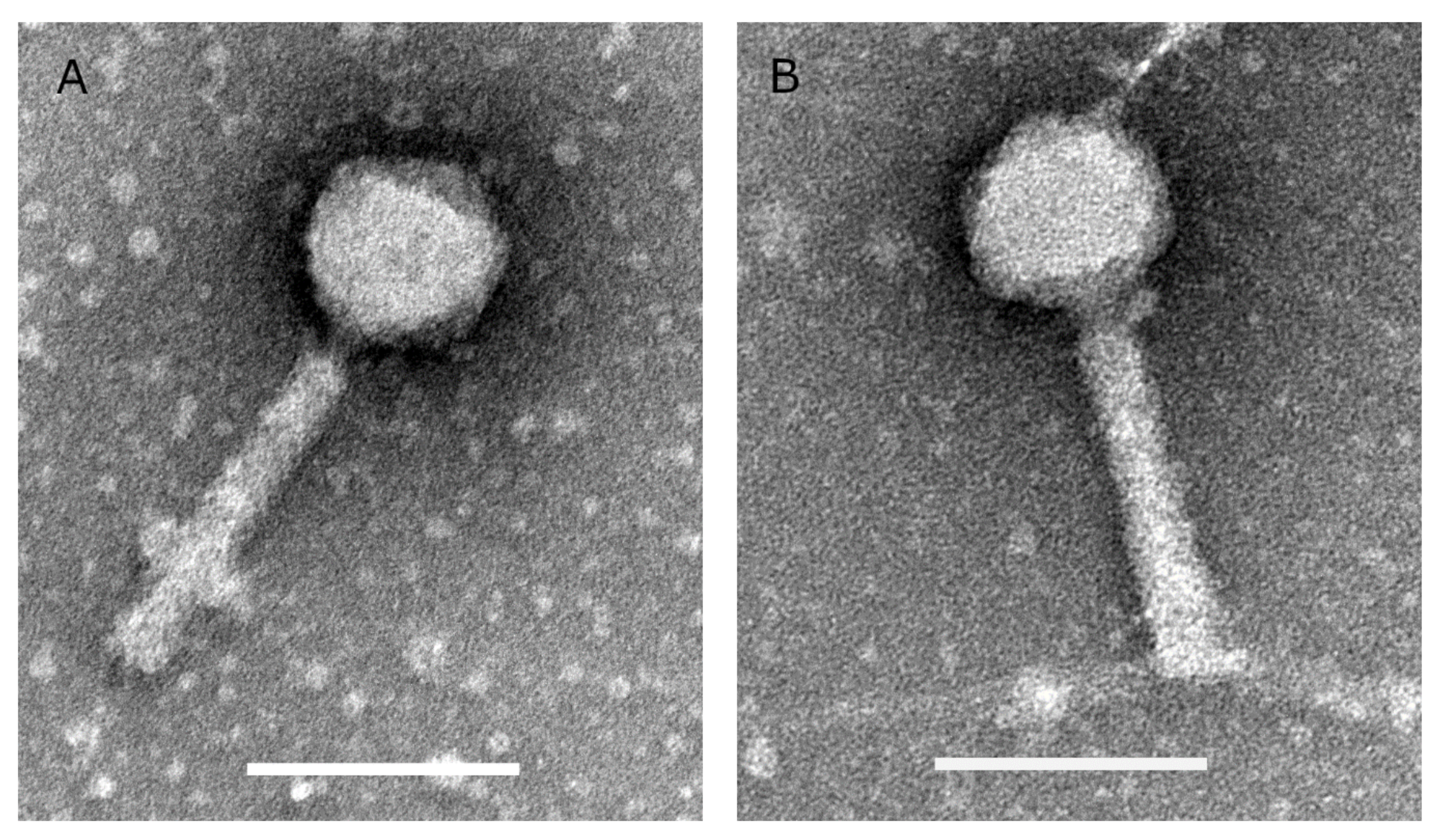 Viruses 13 00928 g001