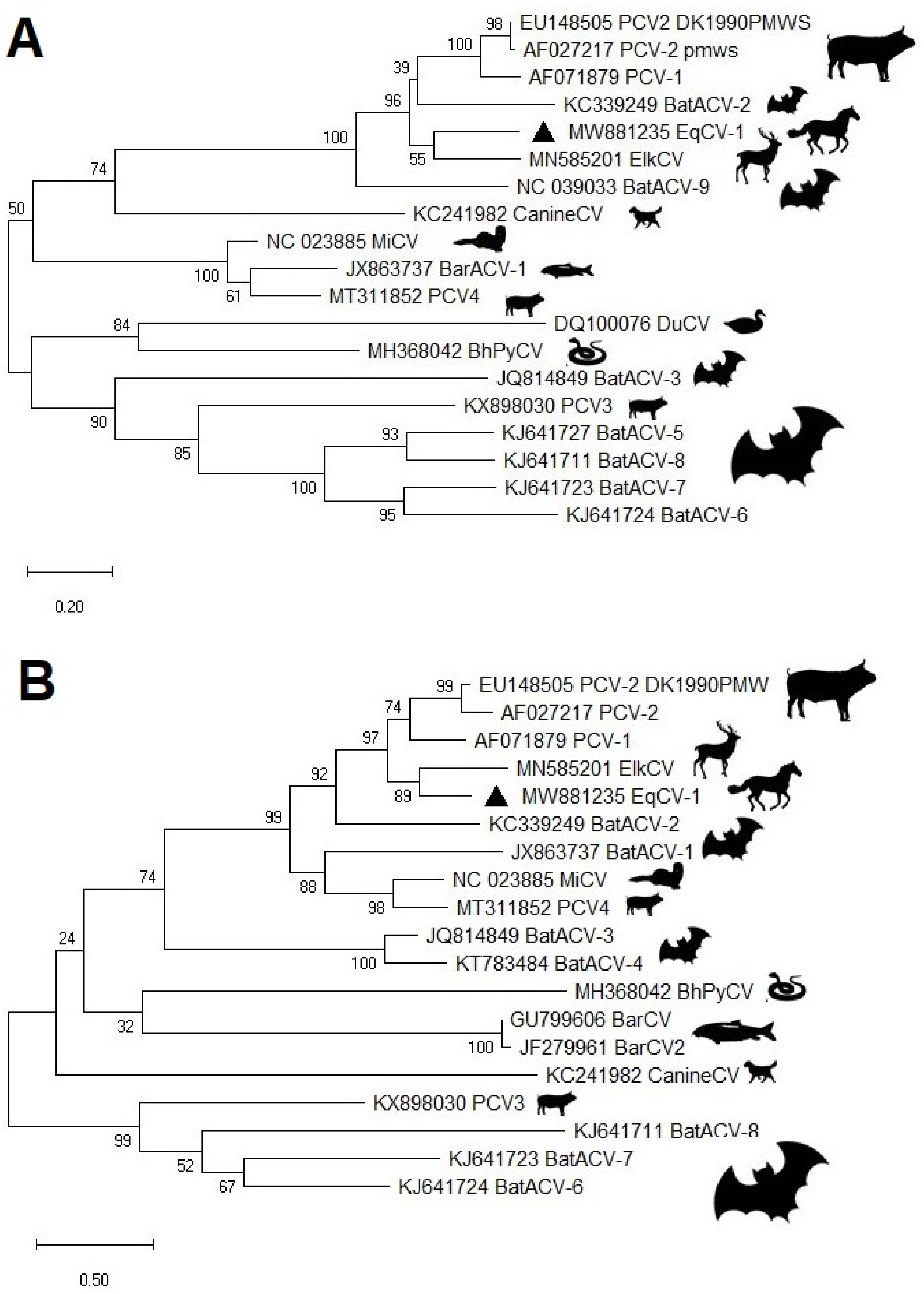 Viruses 13 00944 g002