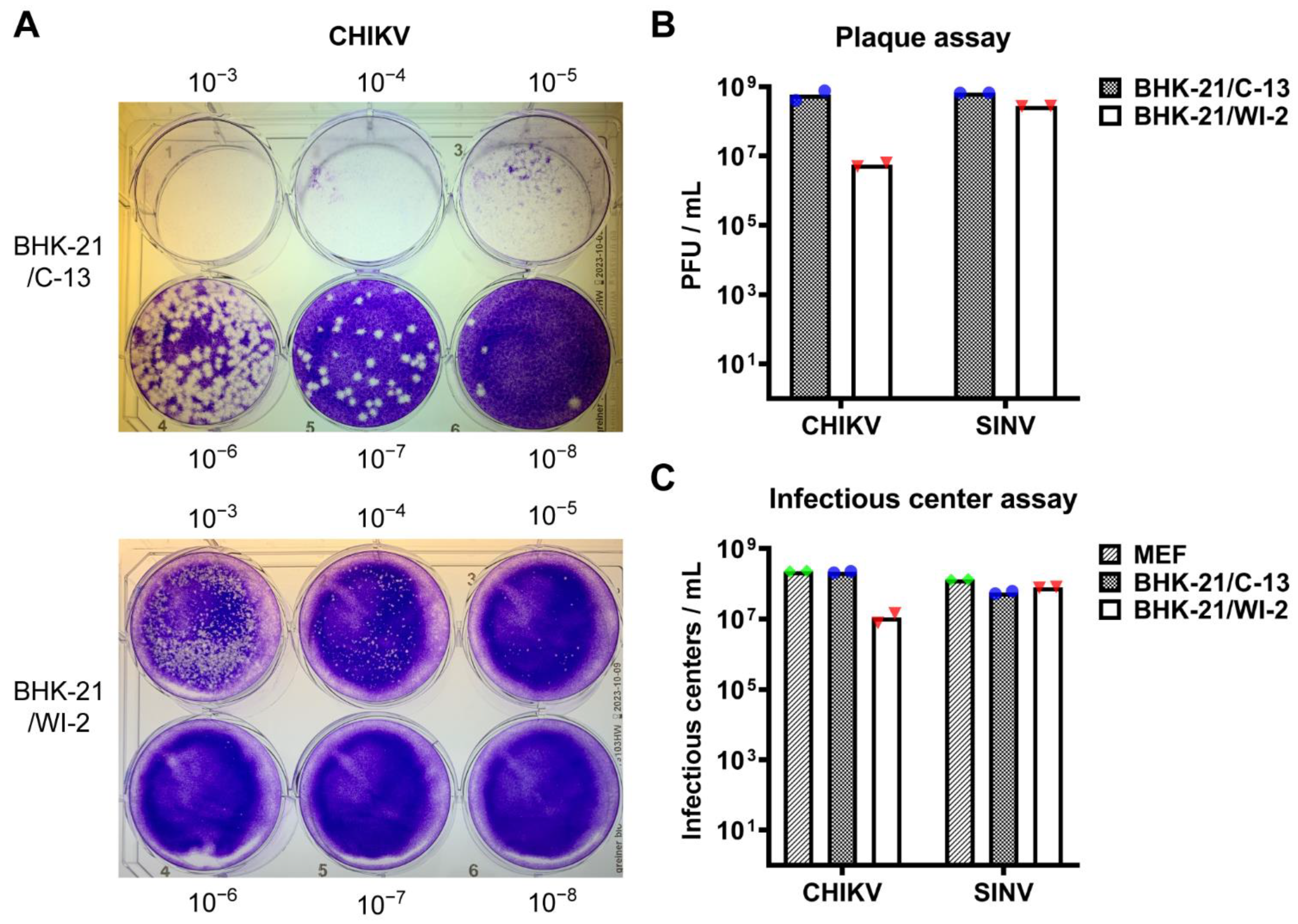 Viruses 13 00949 g001