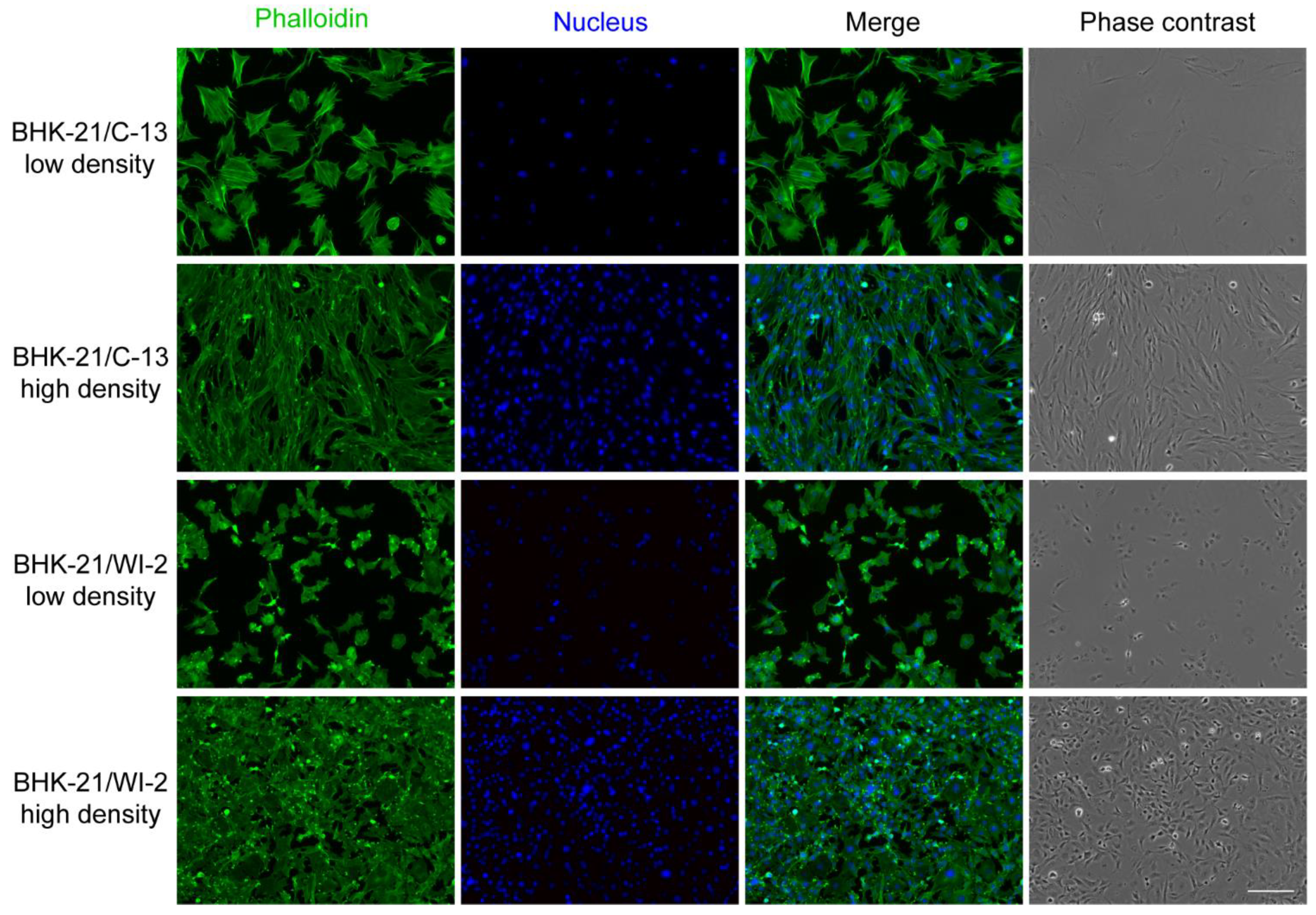 Viruses 13 00949 g002