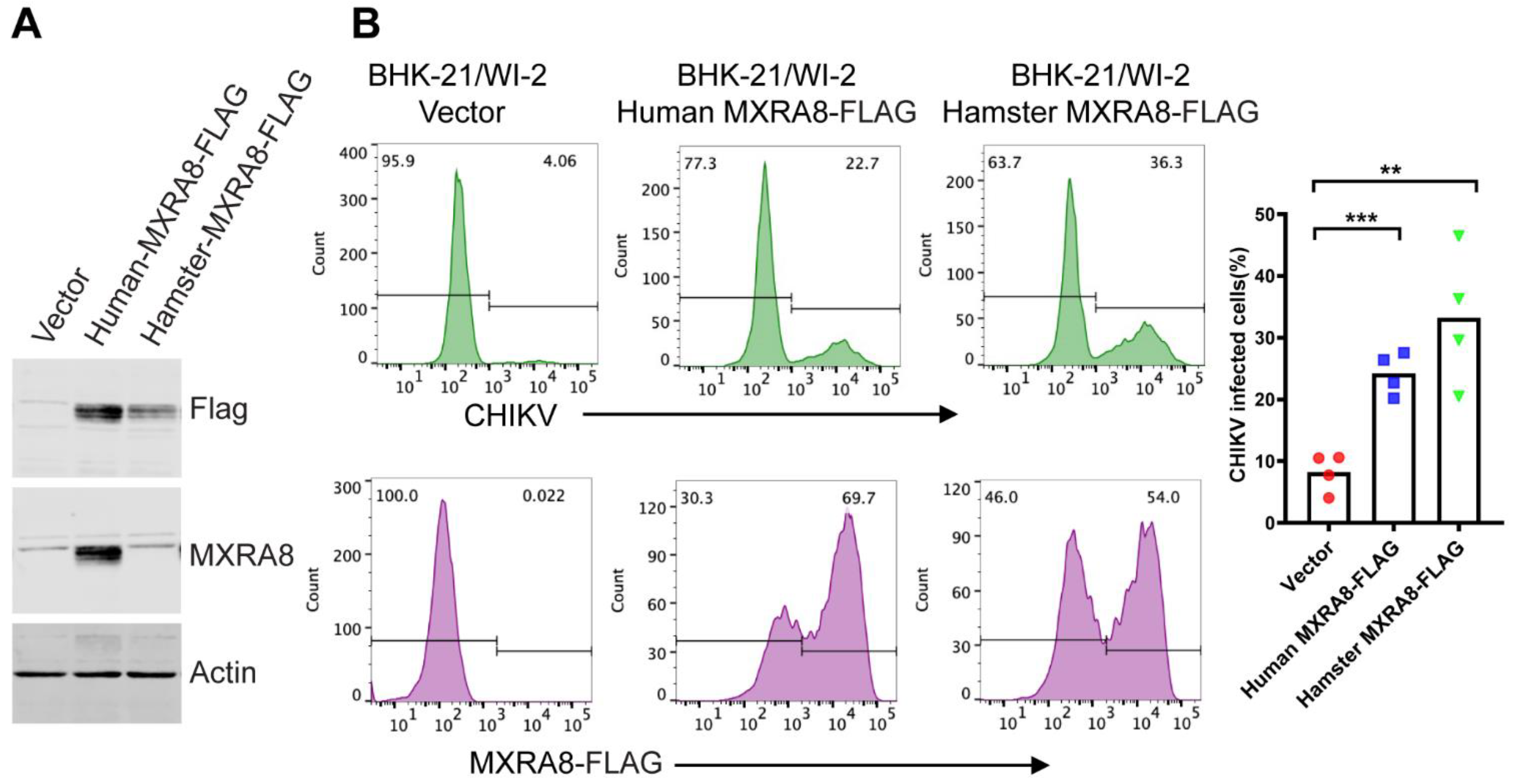 Viruses 13 00949 g005