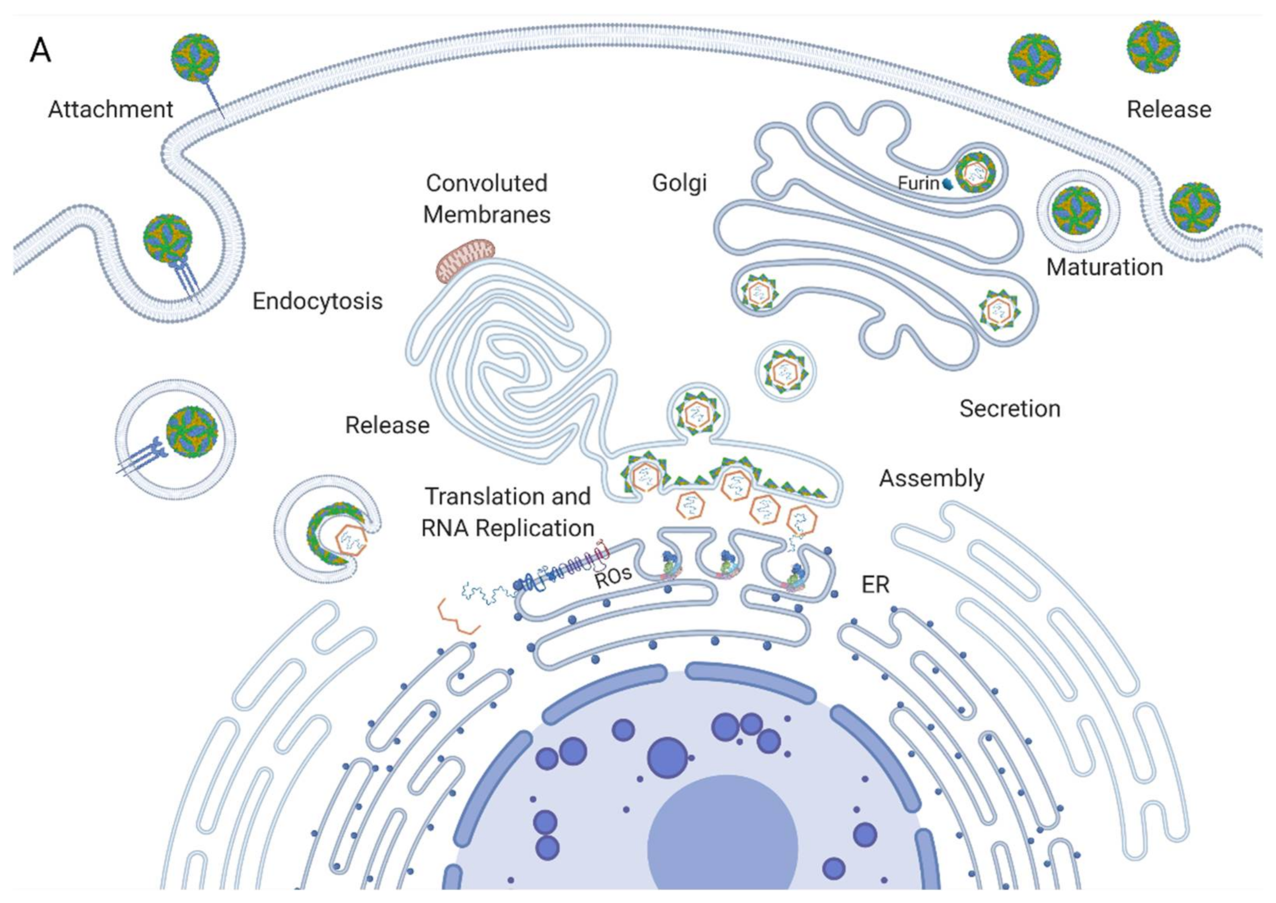Viruses 13 00956 g001a Viruses 13 00956 g001a