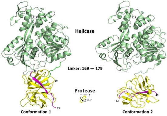 Viruses 13 00956 g004