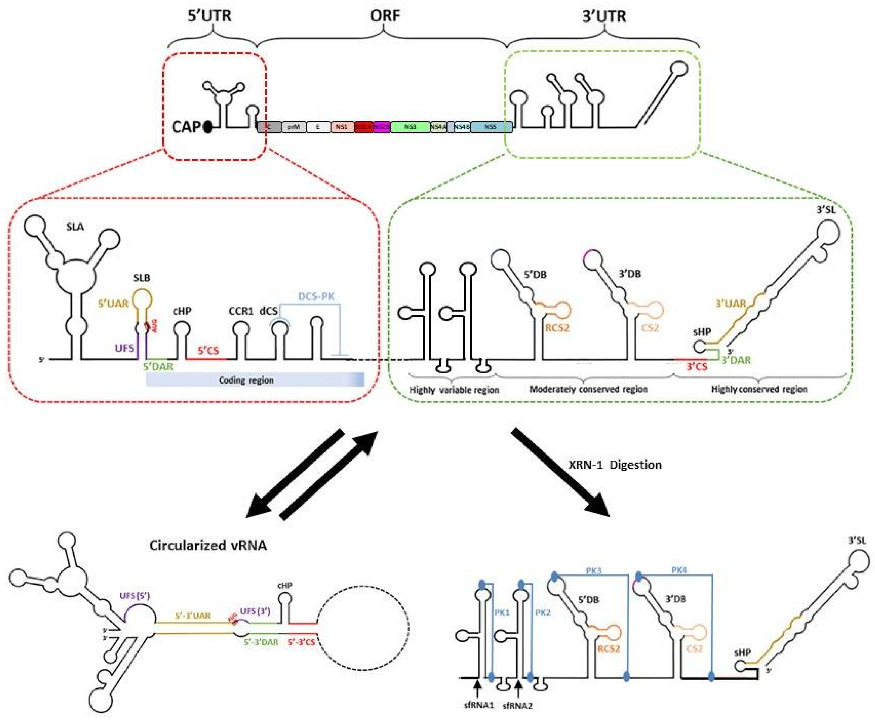 Viruses 13 00956 g007 Viruses 13 00956 g007