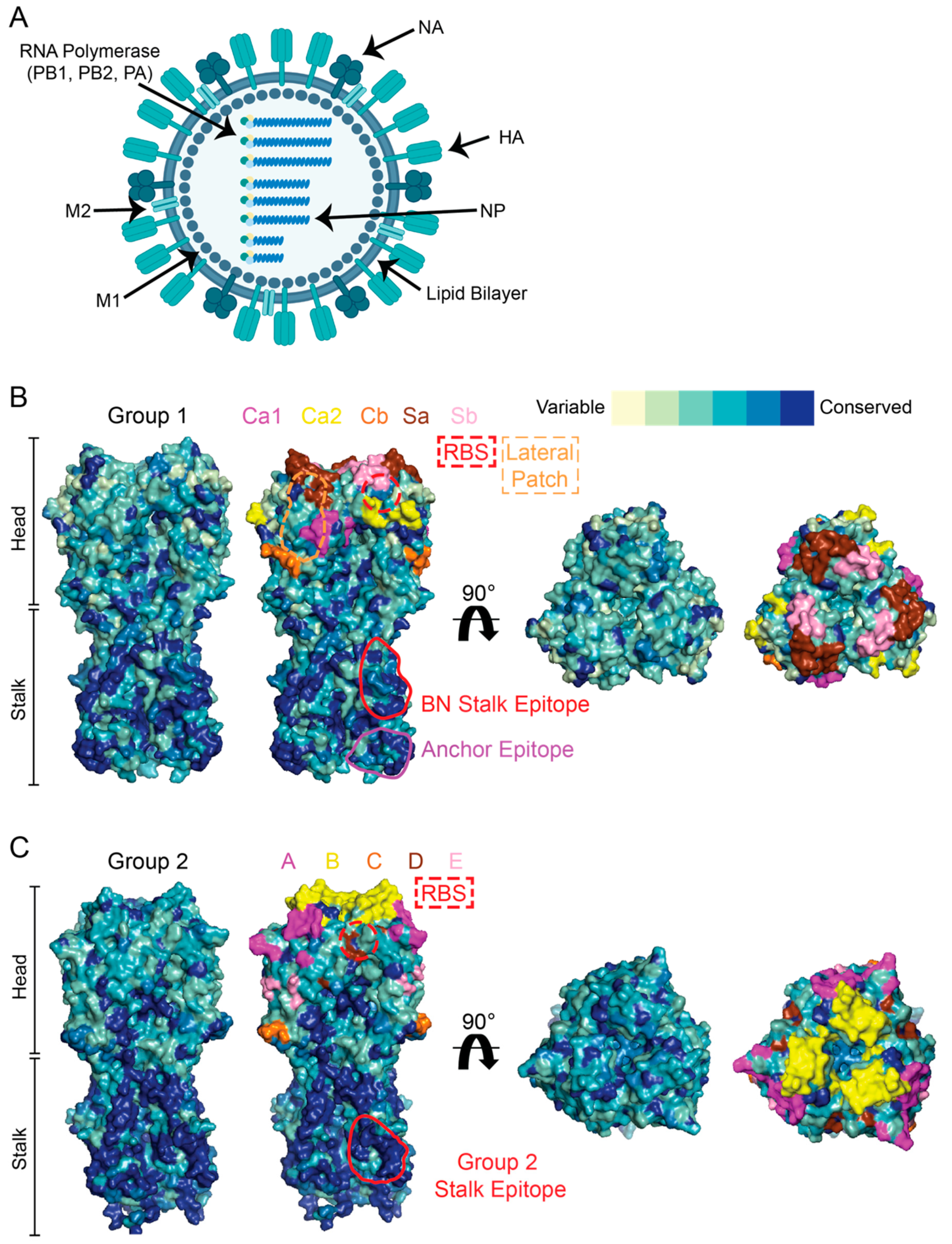 Viruses 13 00965 g001 Viruses 13 00965 g001