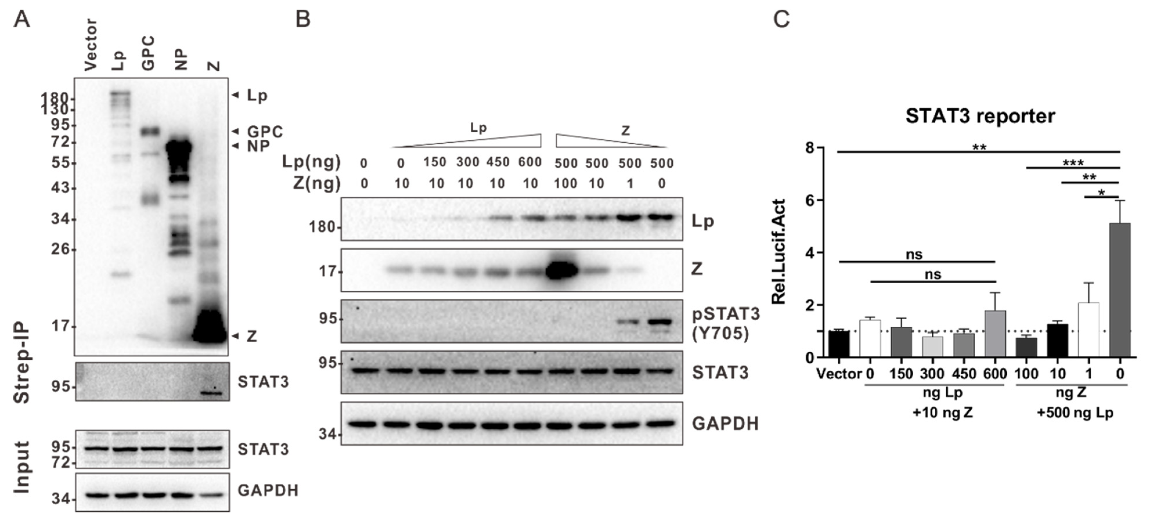 Viruses 13 00976 g003