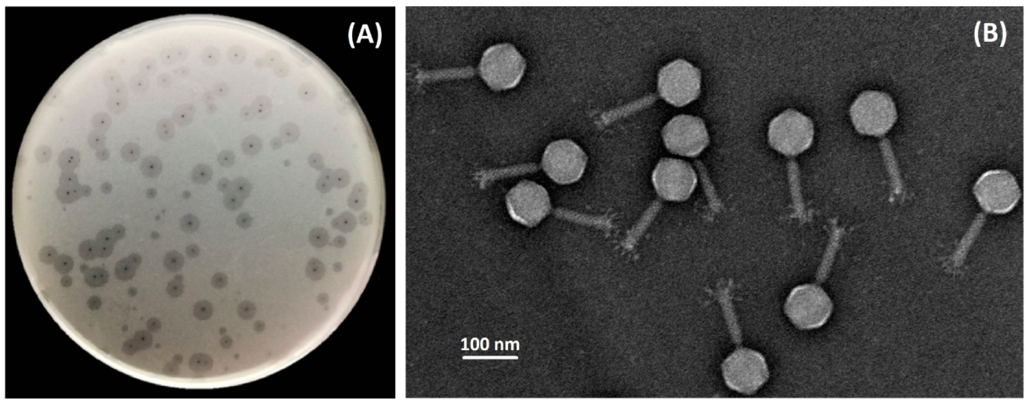 Viruses 13 00978 g001