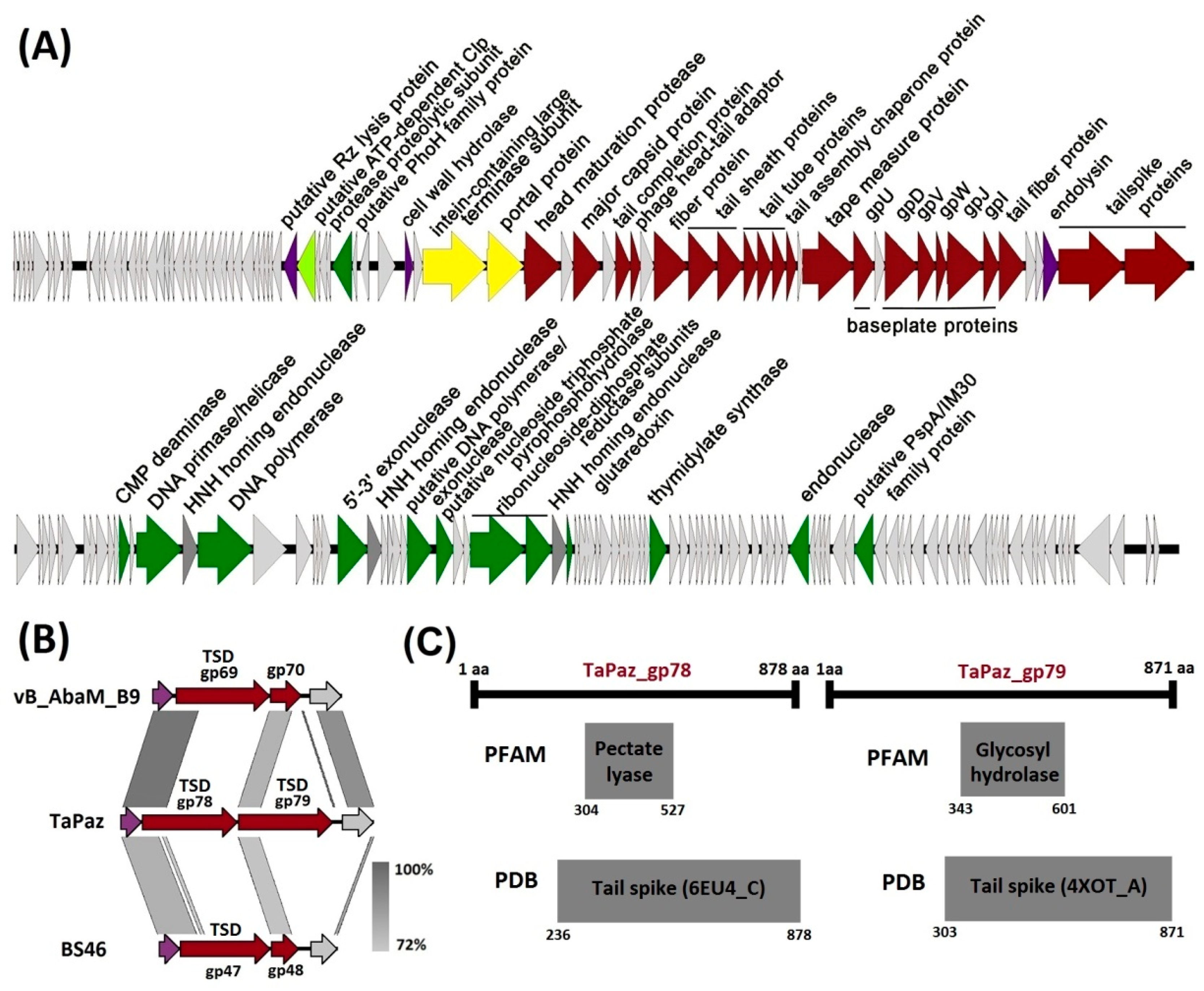 Viruses 13 00978 g003