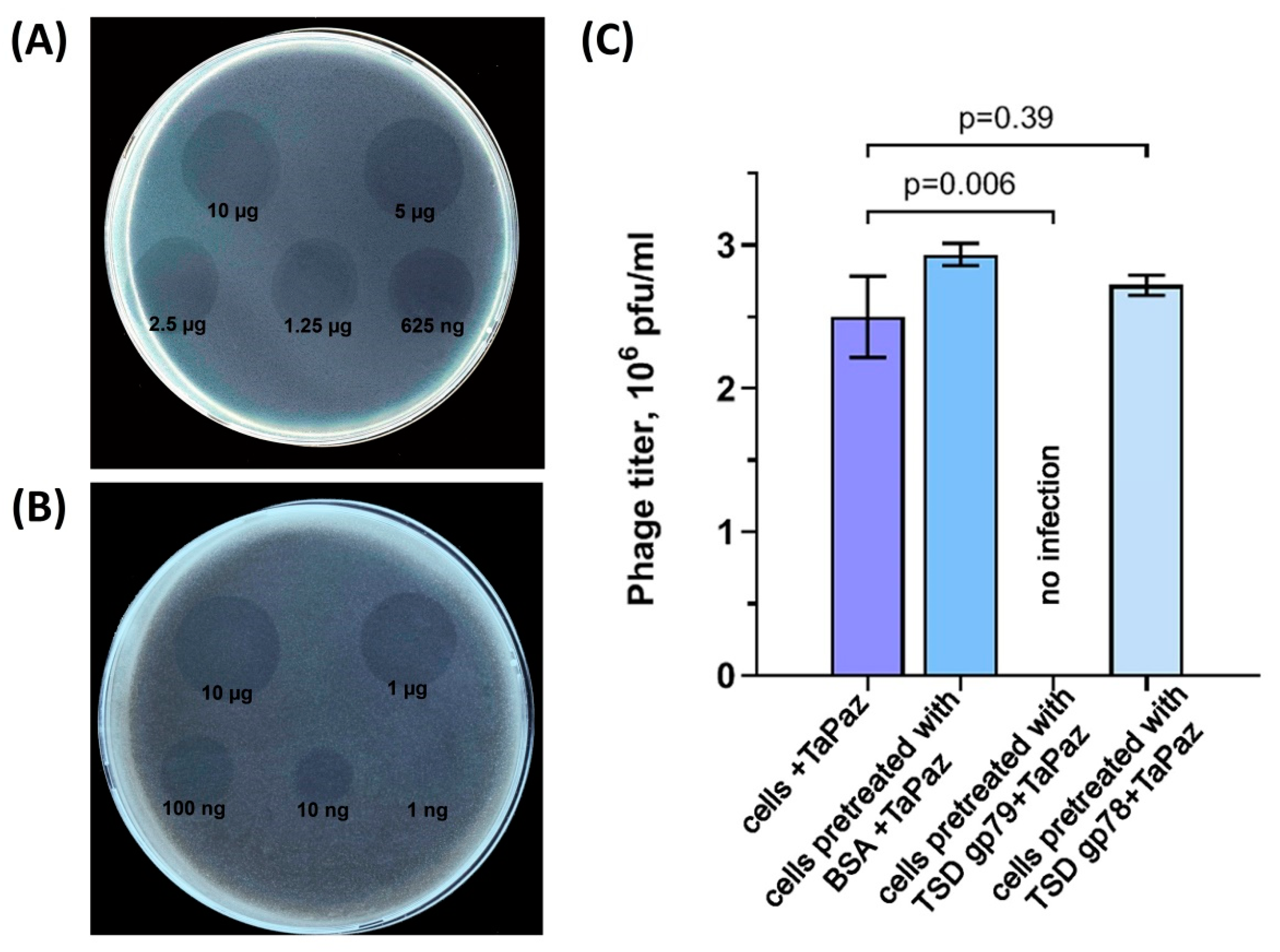 Viruses 13 00978 g005