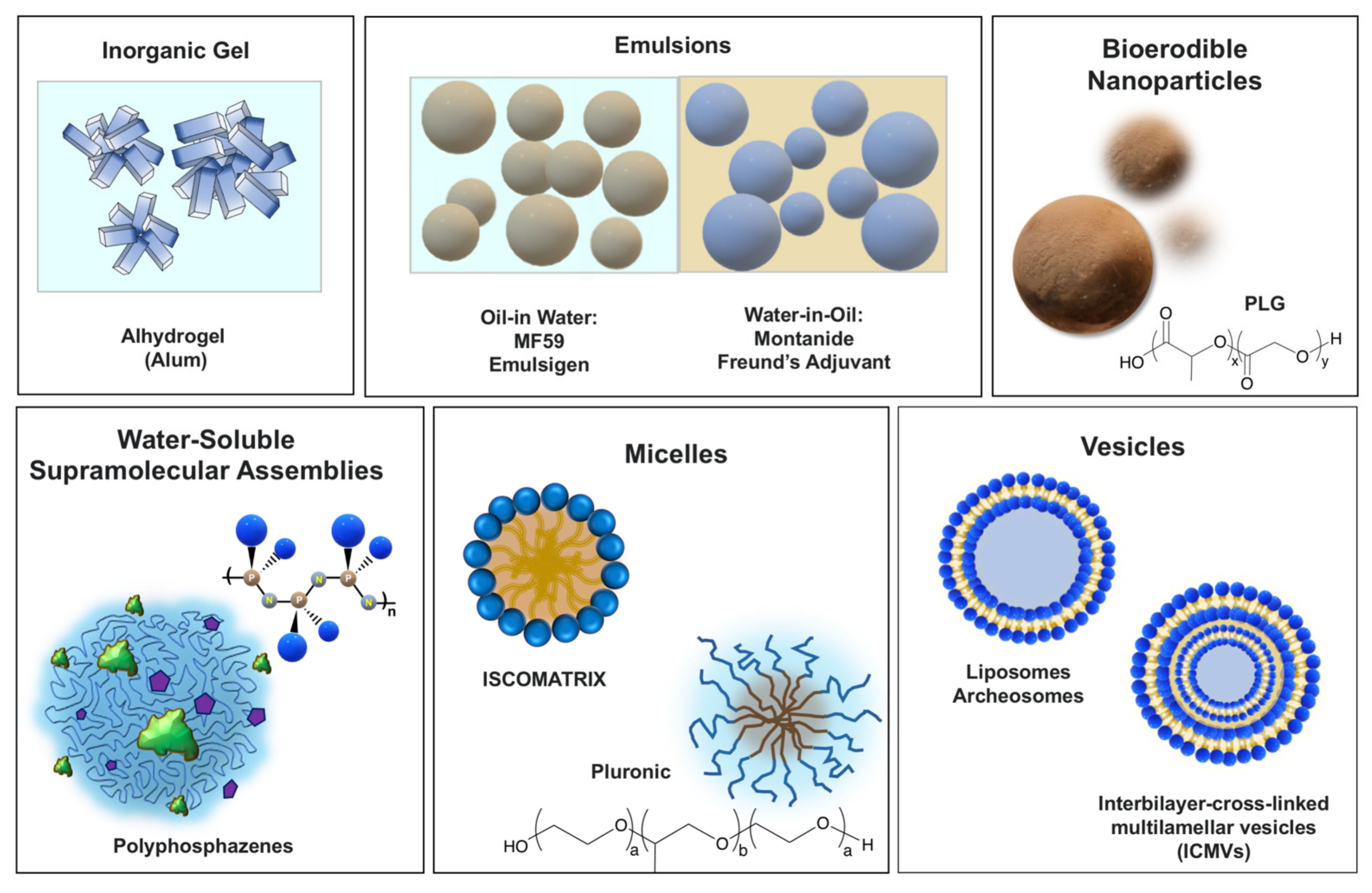 Viruses 13 00981 g001