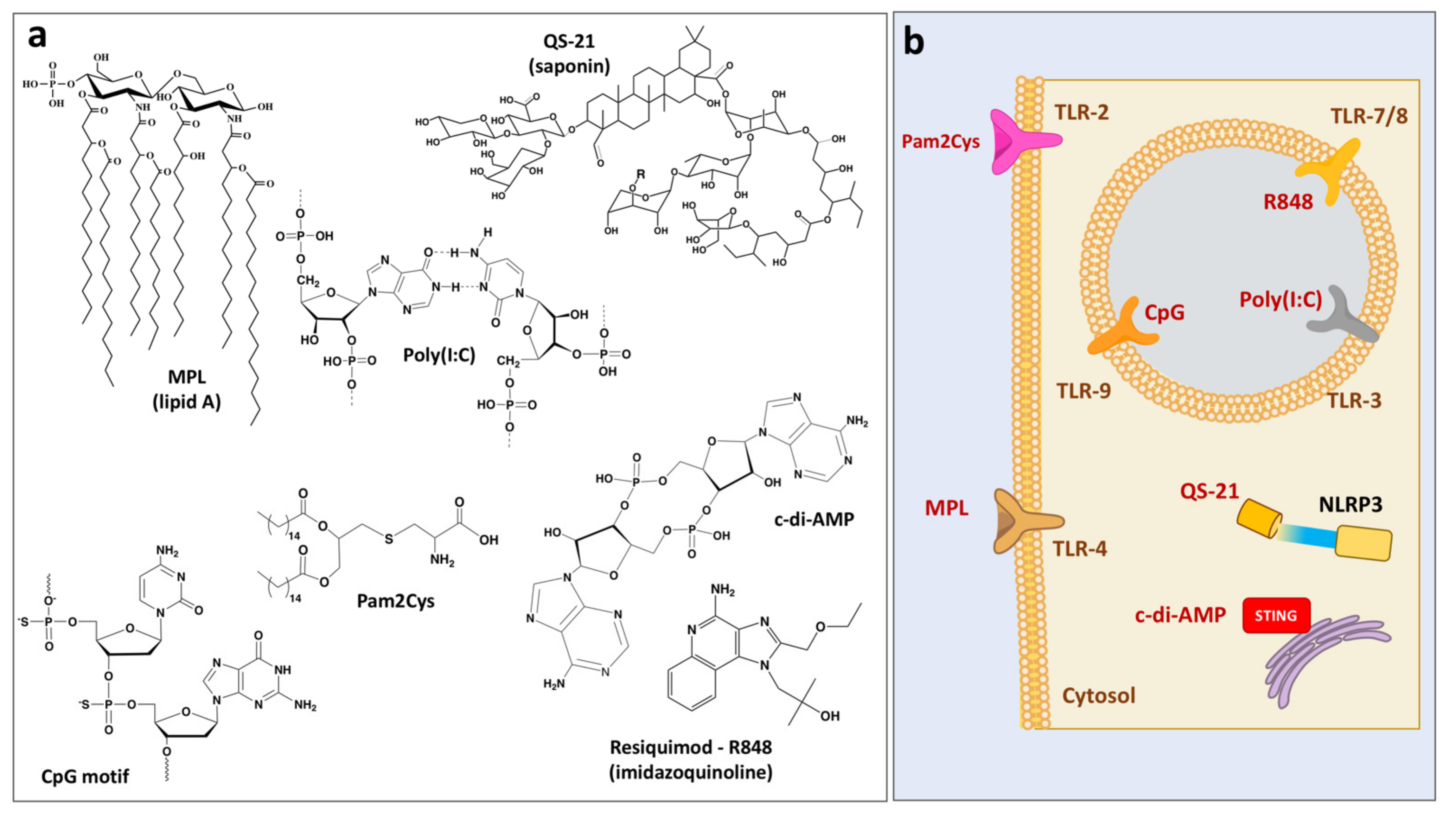 Viruses 13 00981 g002