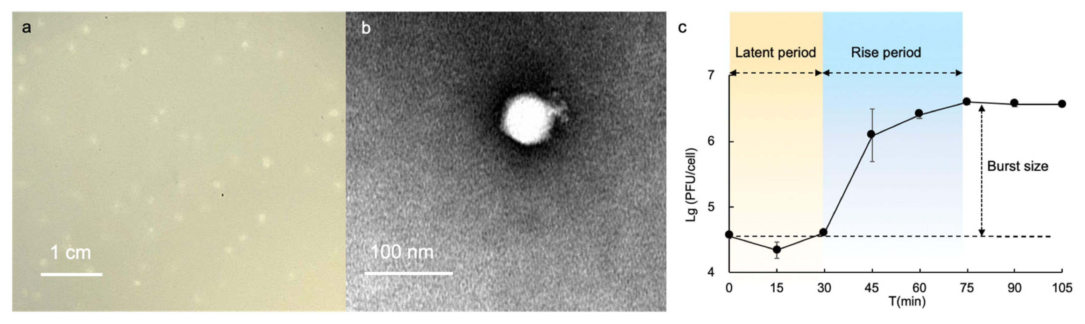 Viruses 13 00987 g001