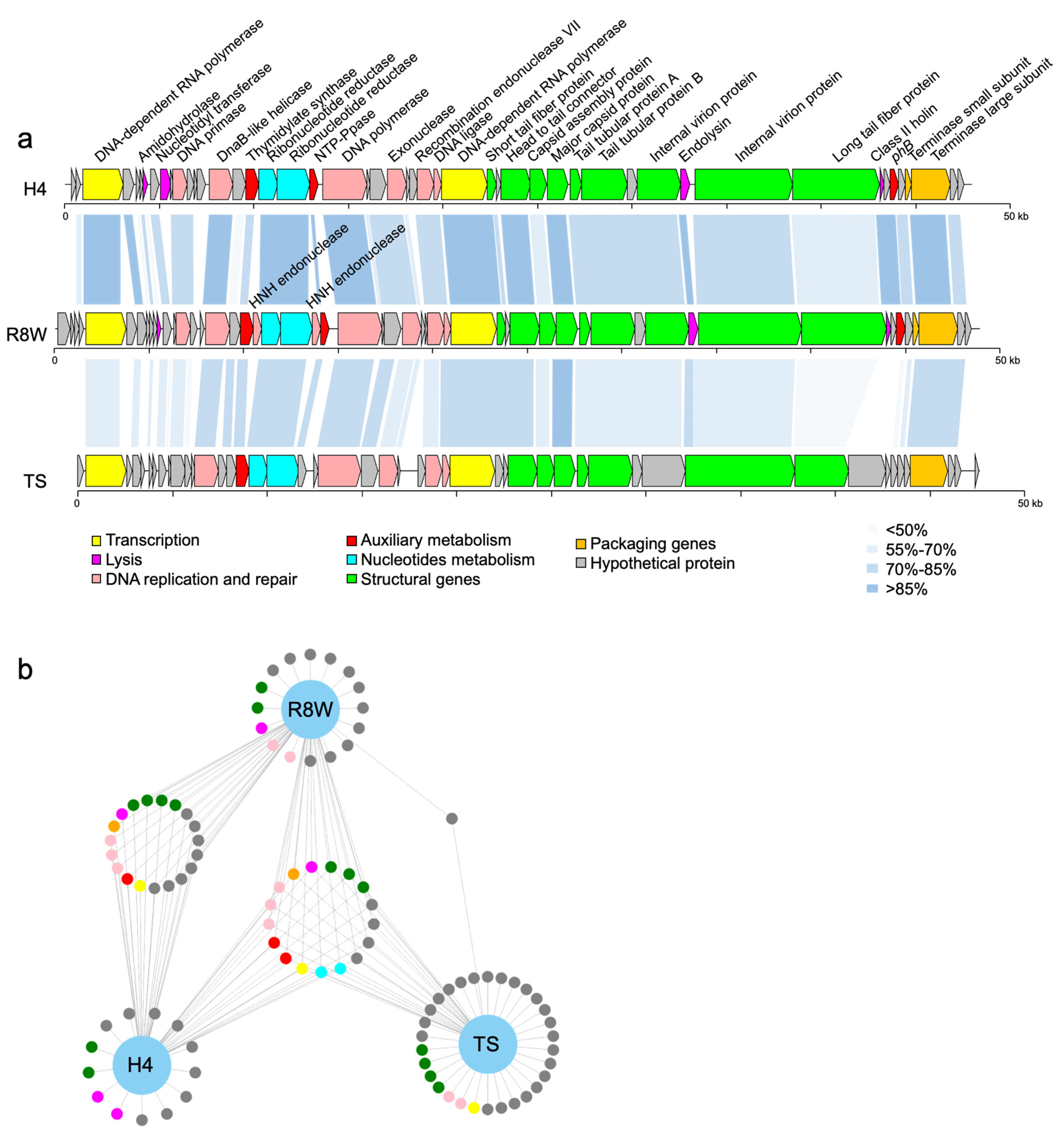 Viruses 13 00987 g002