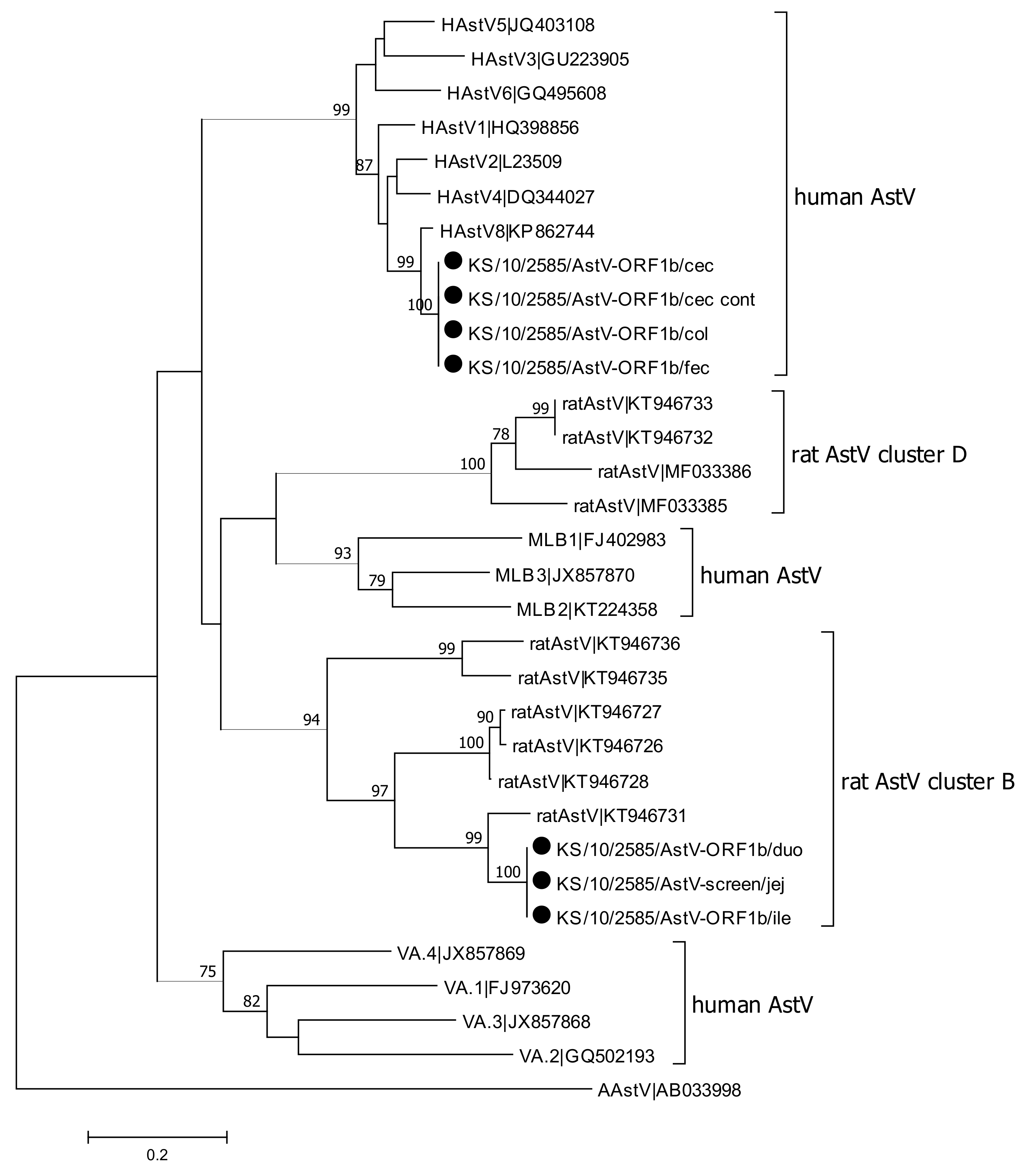 Viruses 13 00992 g002