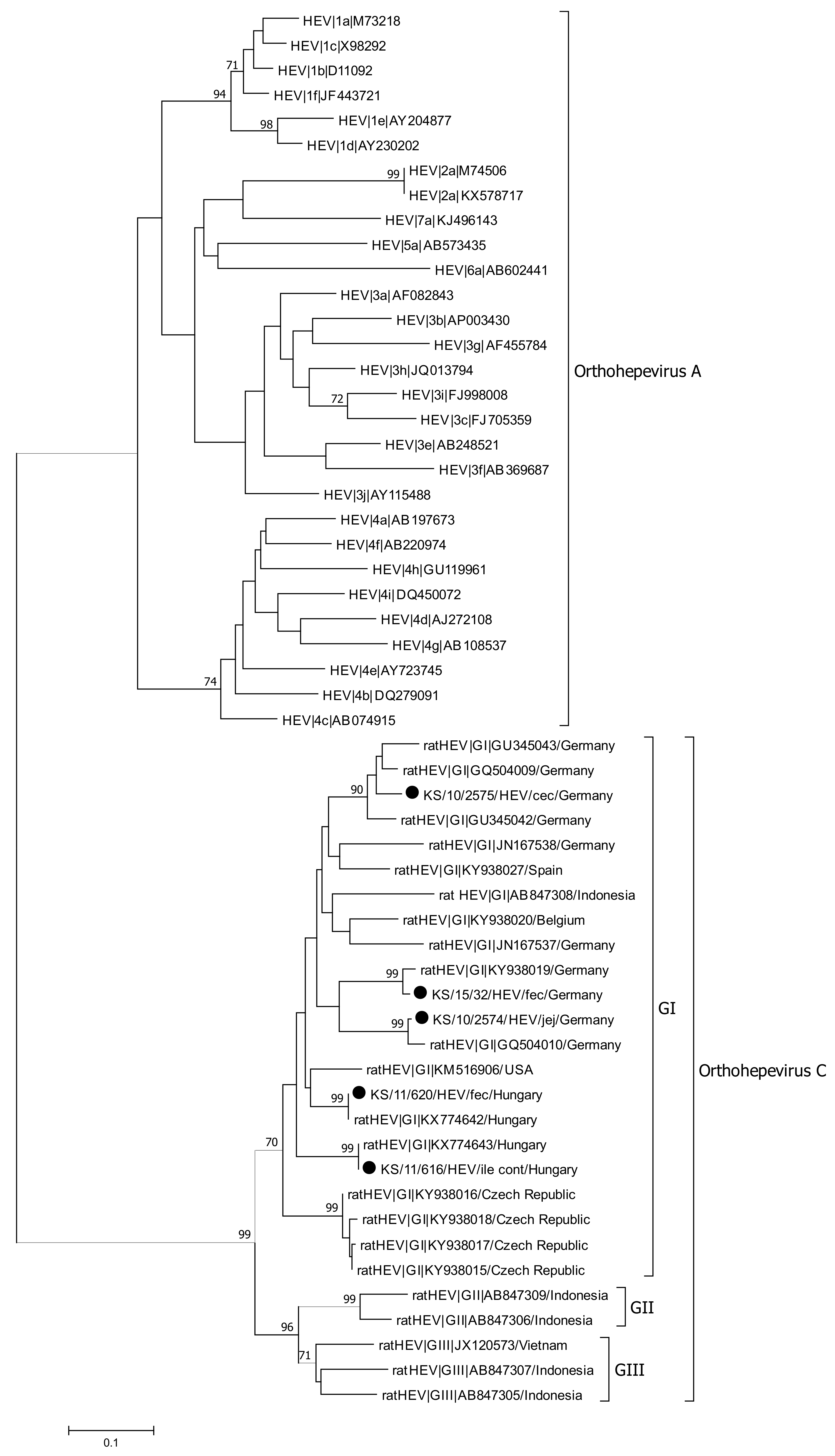 Viruses 13 00992 g004