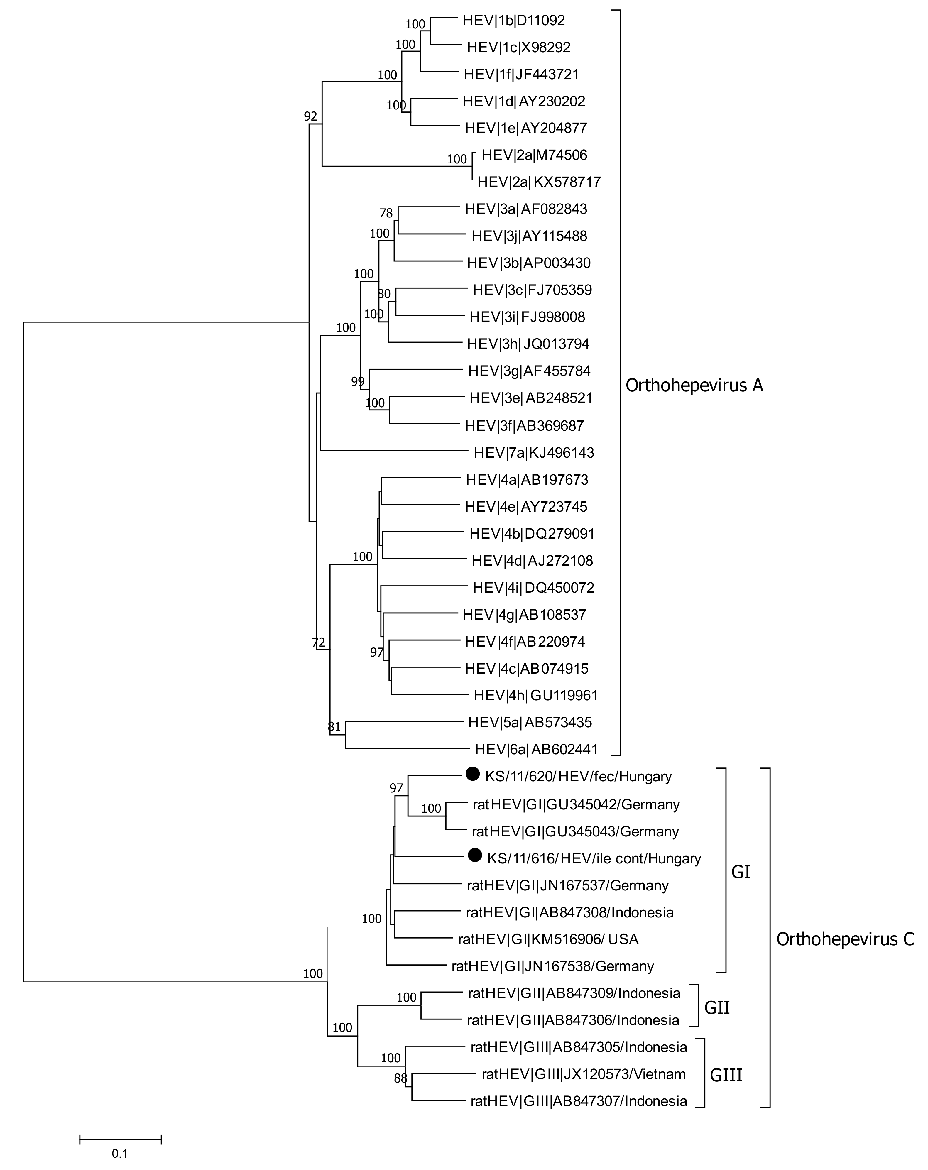 Viruses 13 00992 g005