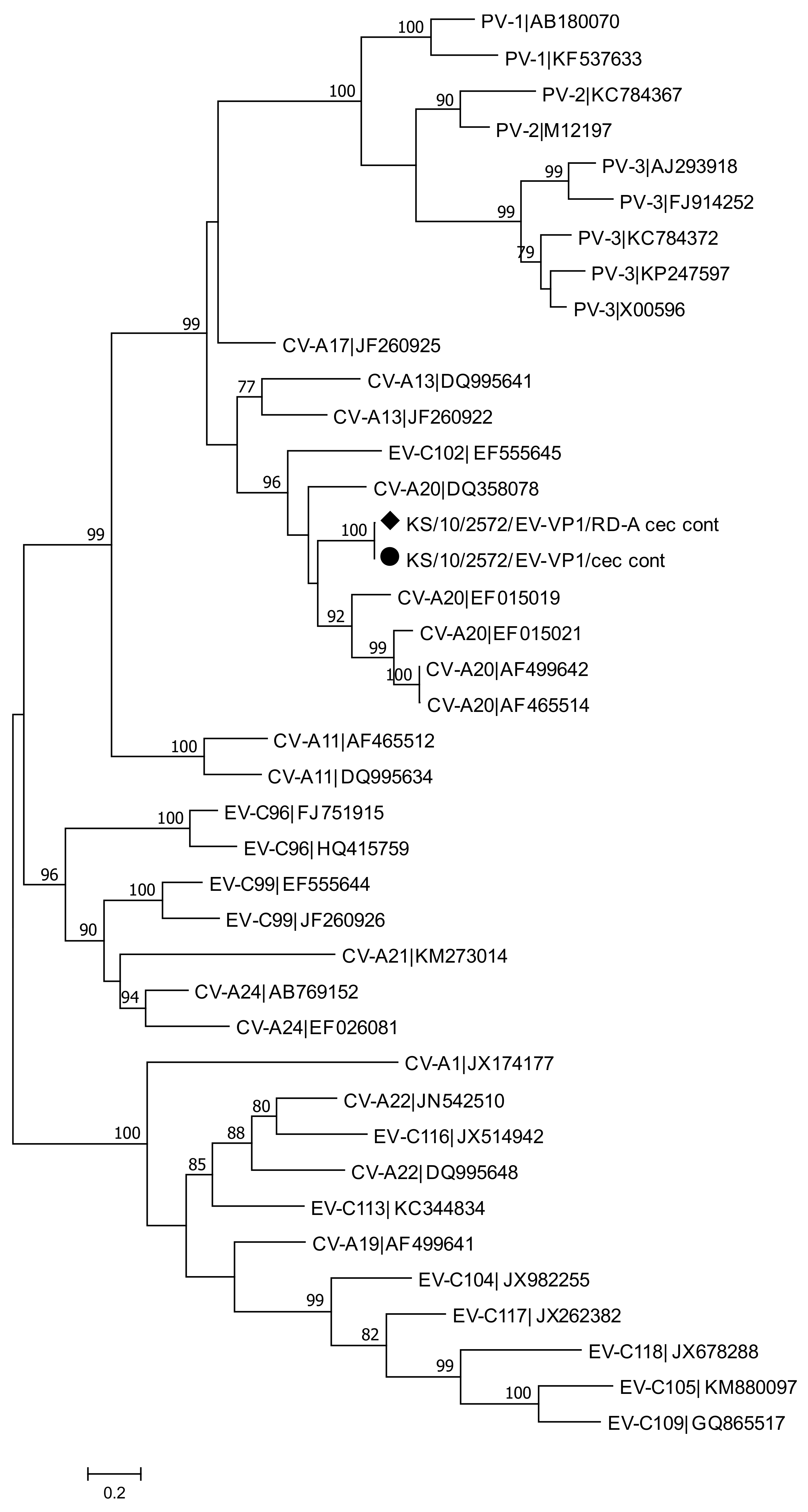 Viruses 13 00992 g008