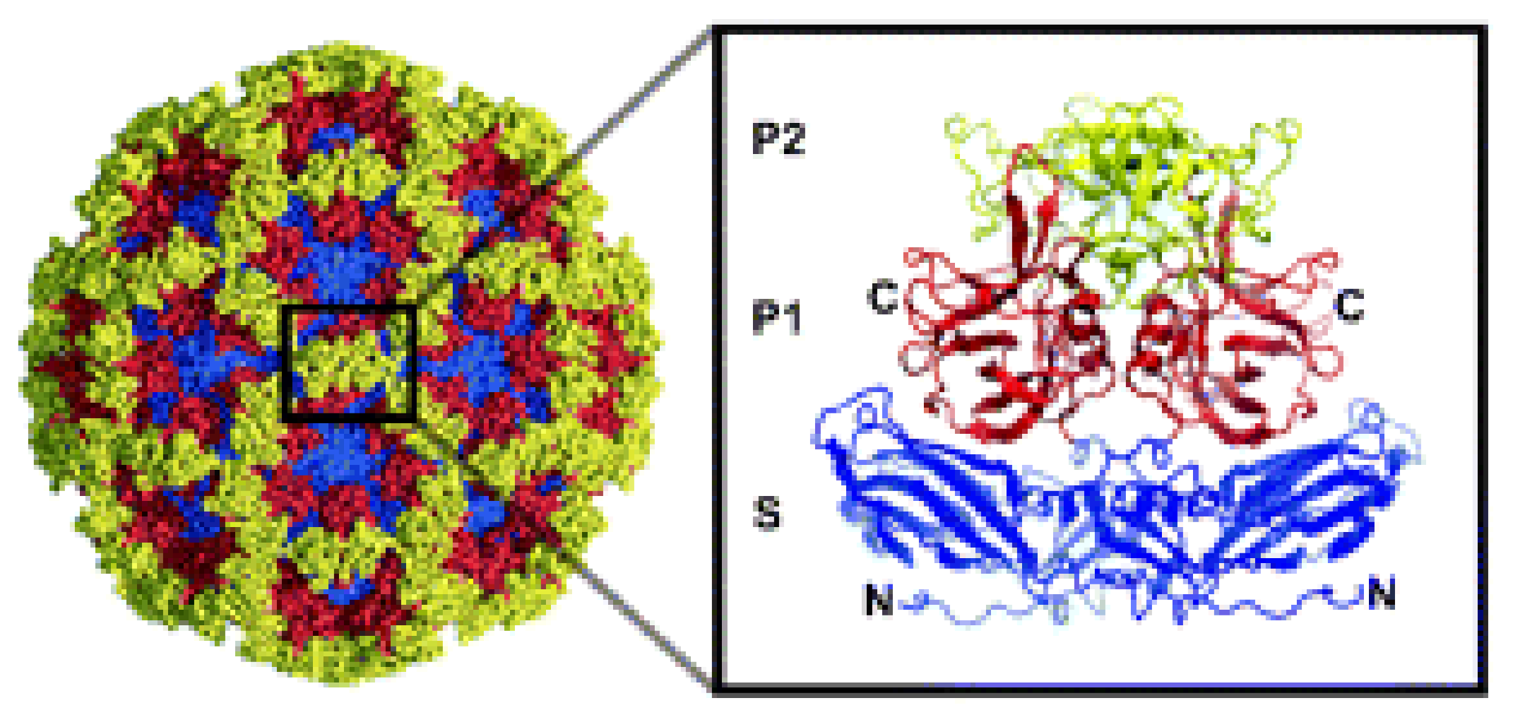 Viruses 13 00998 g003