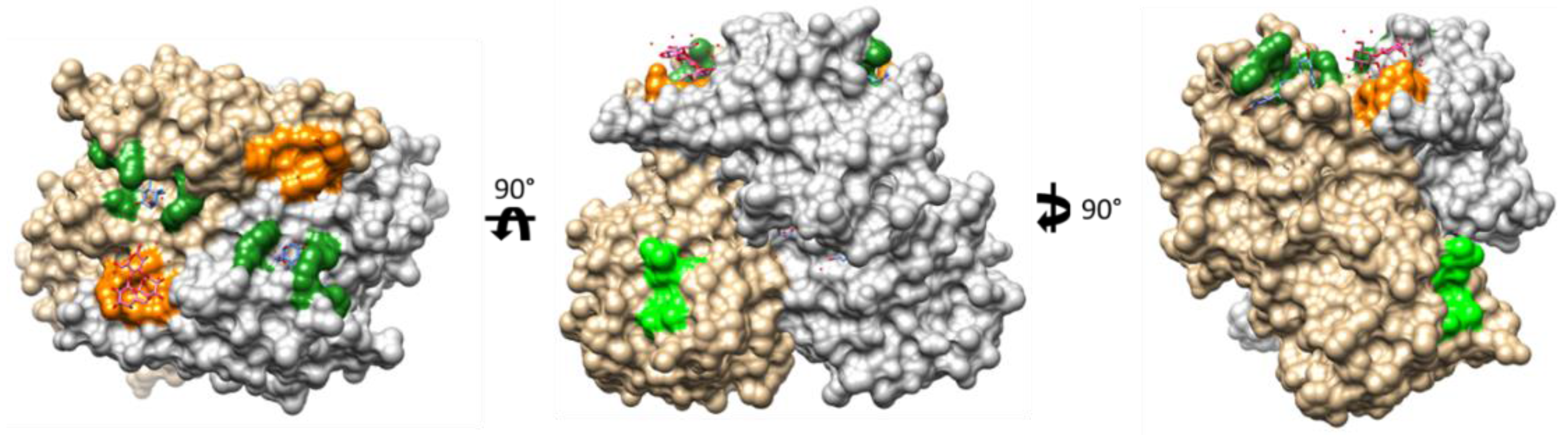 Viruses 13 00998 g006