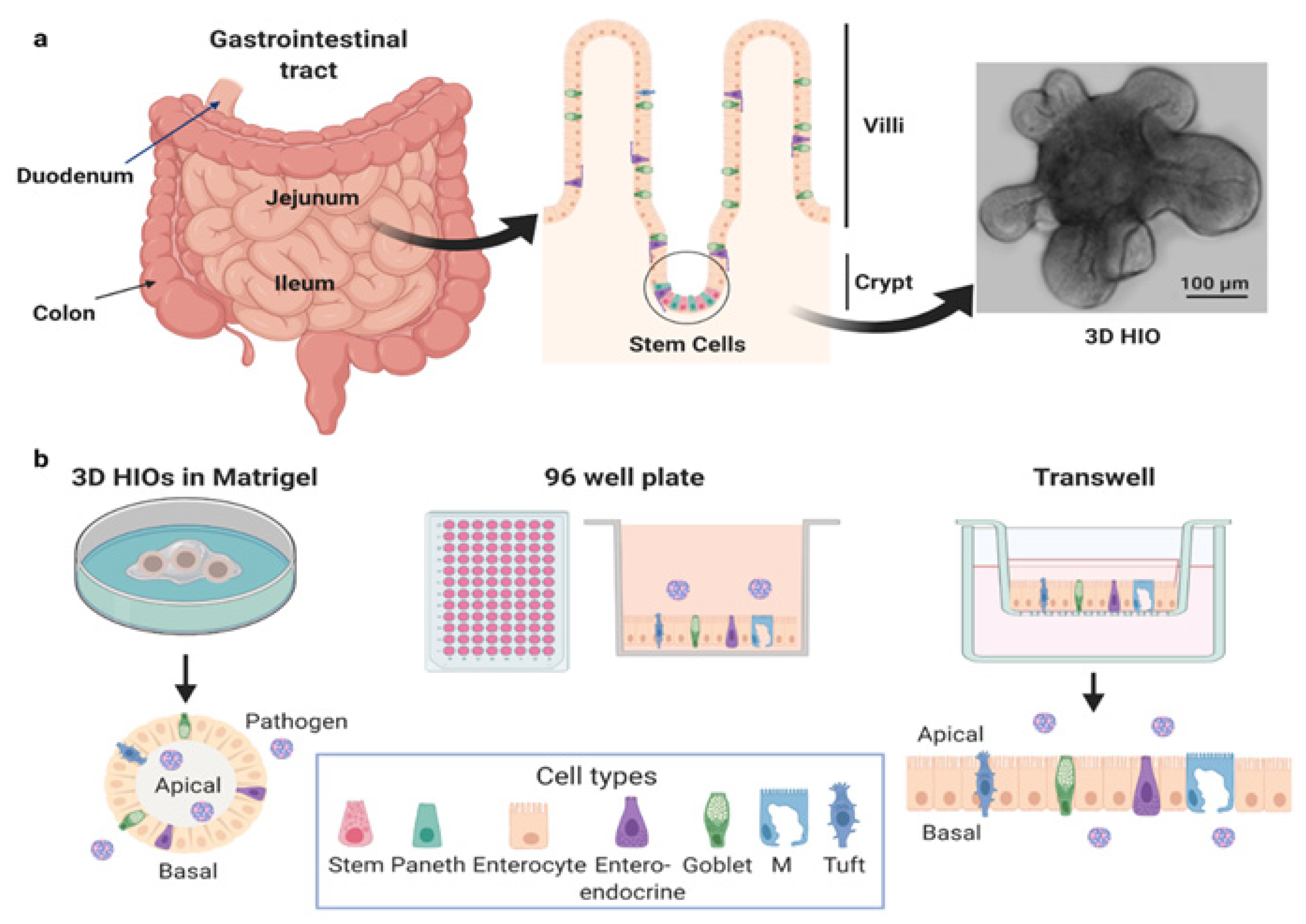 Viruses 13 00999 g001 Viruses 13 00999 g001