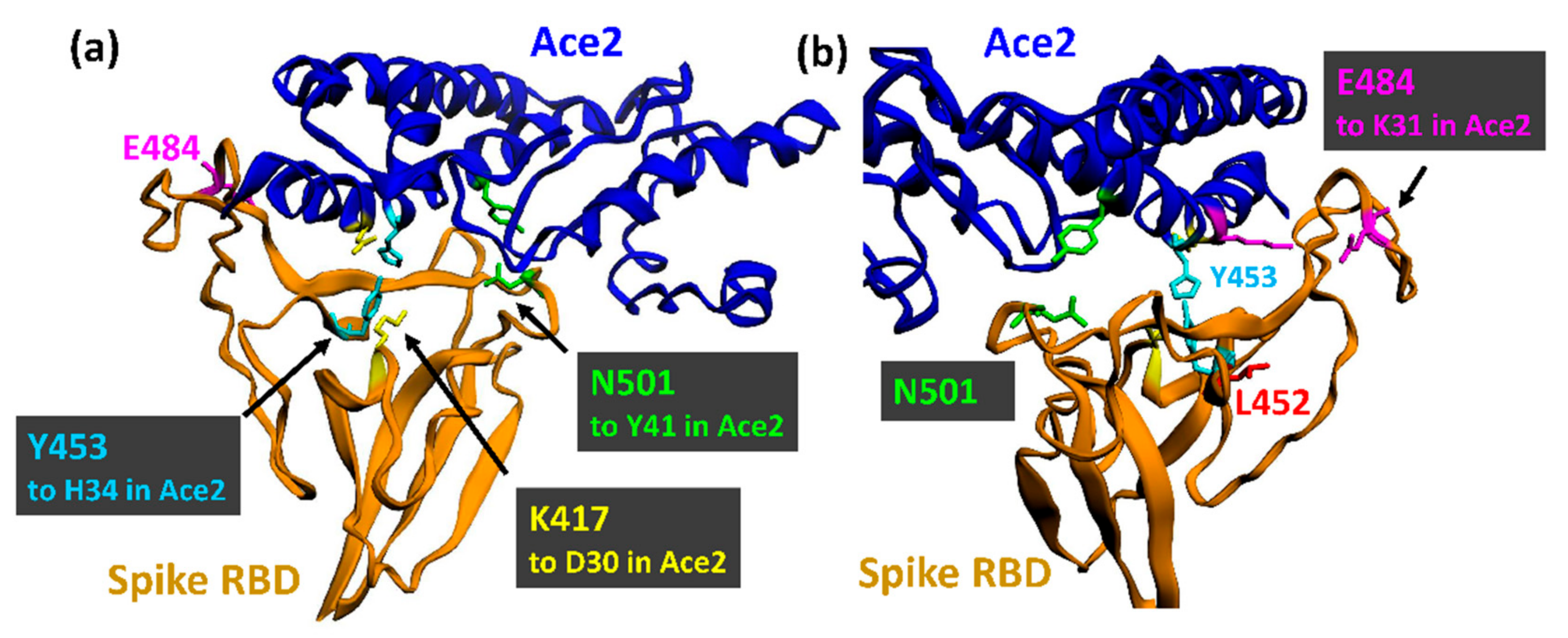 Viruses 13 01002 g004