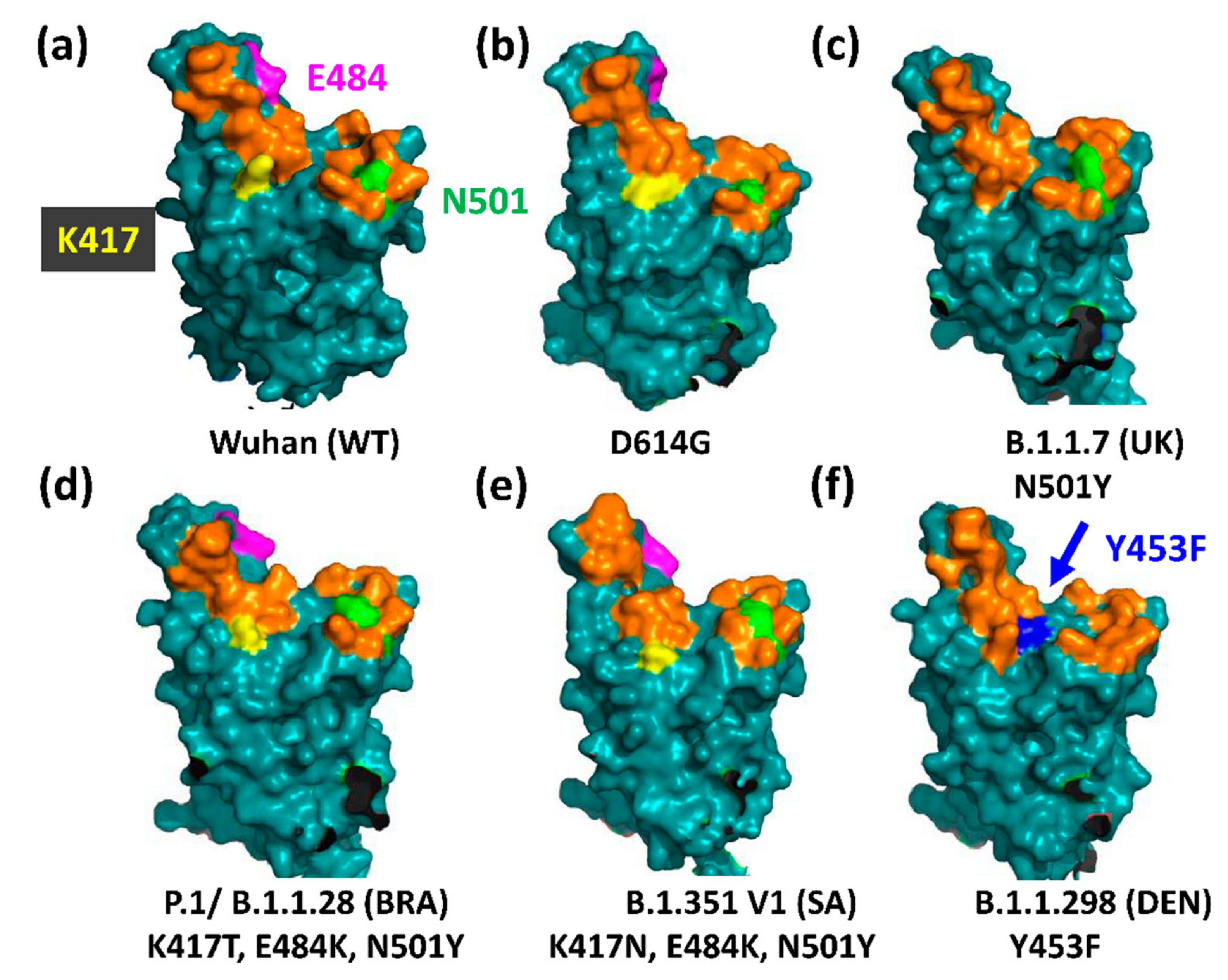 Viruses 13 01002 g005
