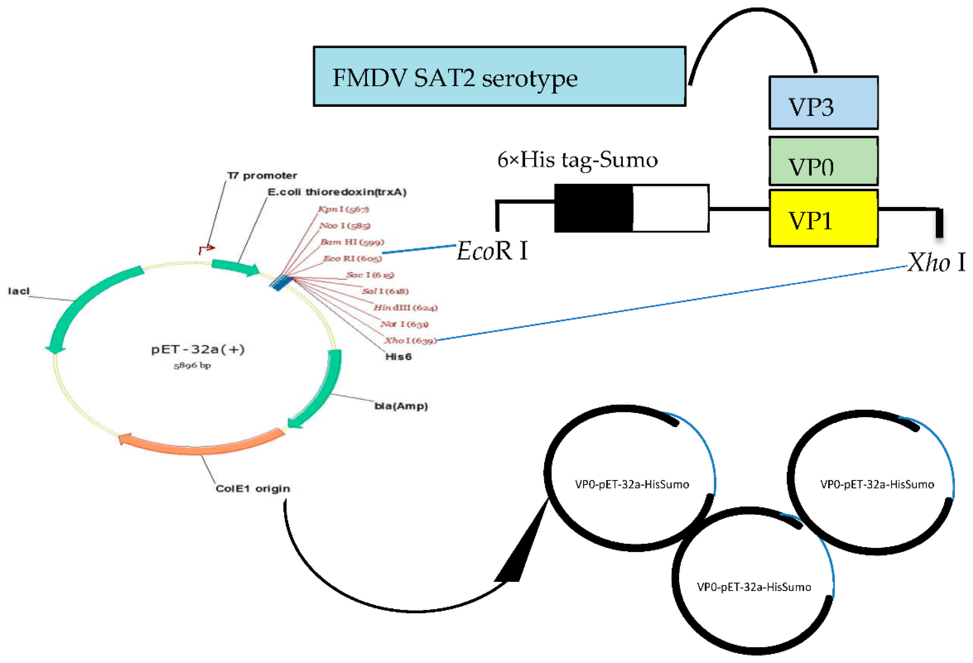 Viruses 13 01005 g001 Viruses 13 01005 g001