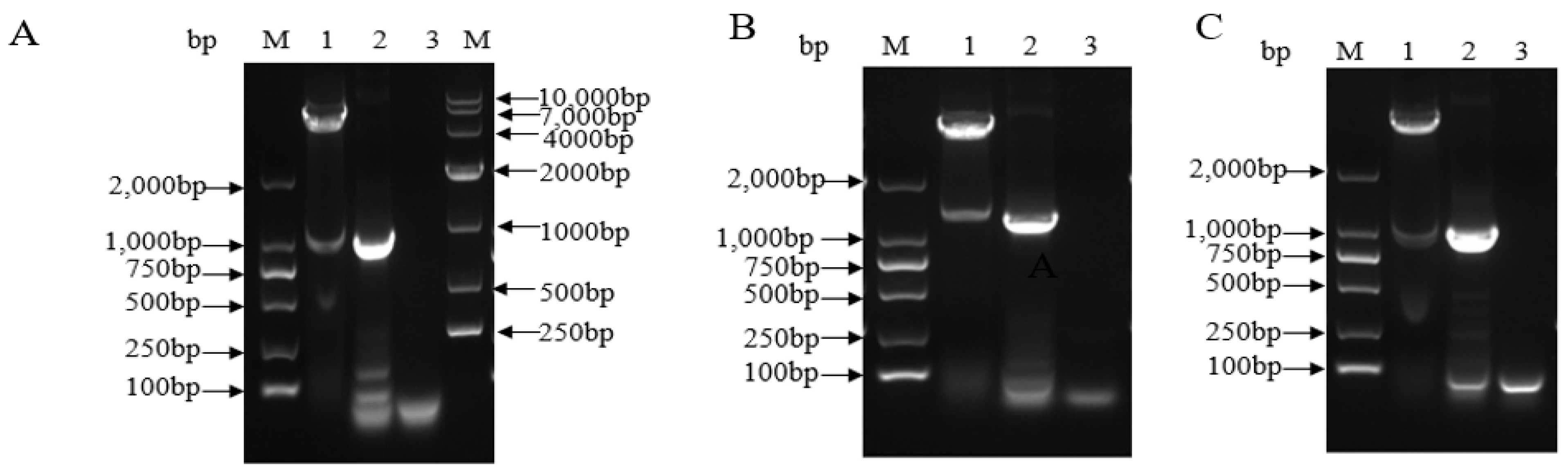 Viruses 13 01005 g002 Viruses 13 01005 g002