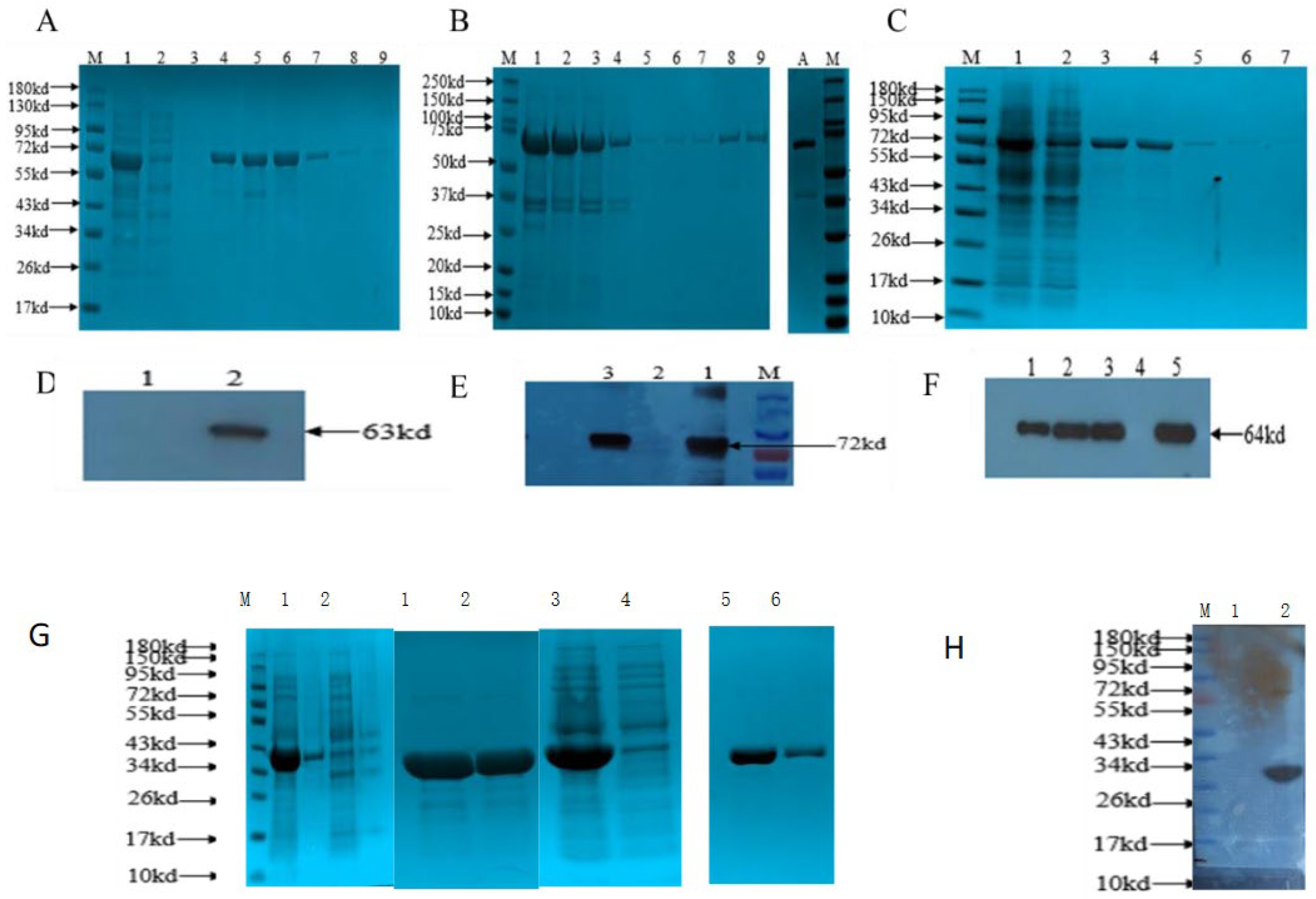 Viruses 13 01005 g003 Viruses 13 01005 g003
