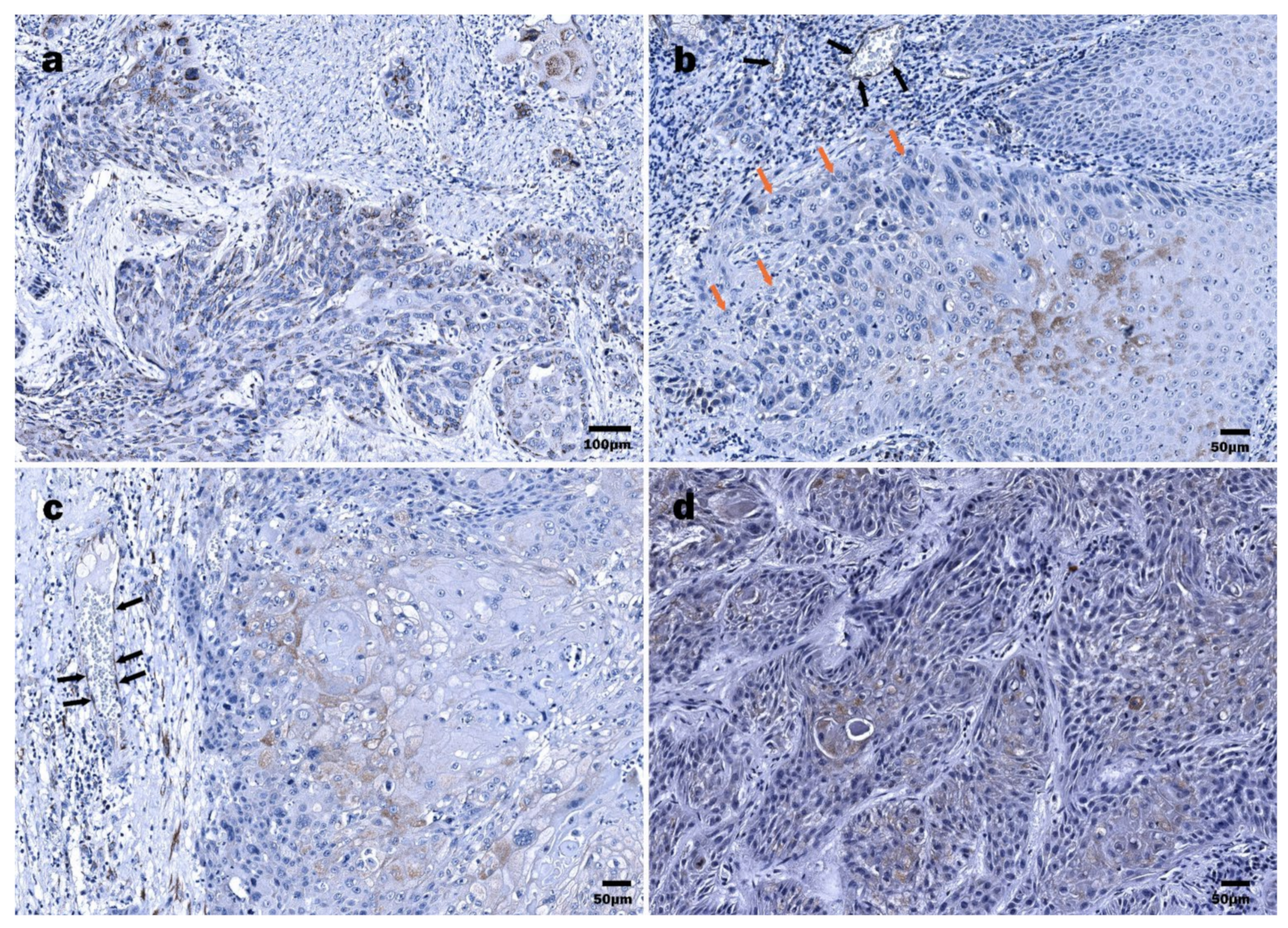 Viruses 13 01008 g002