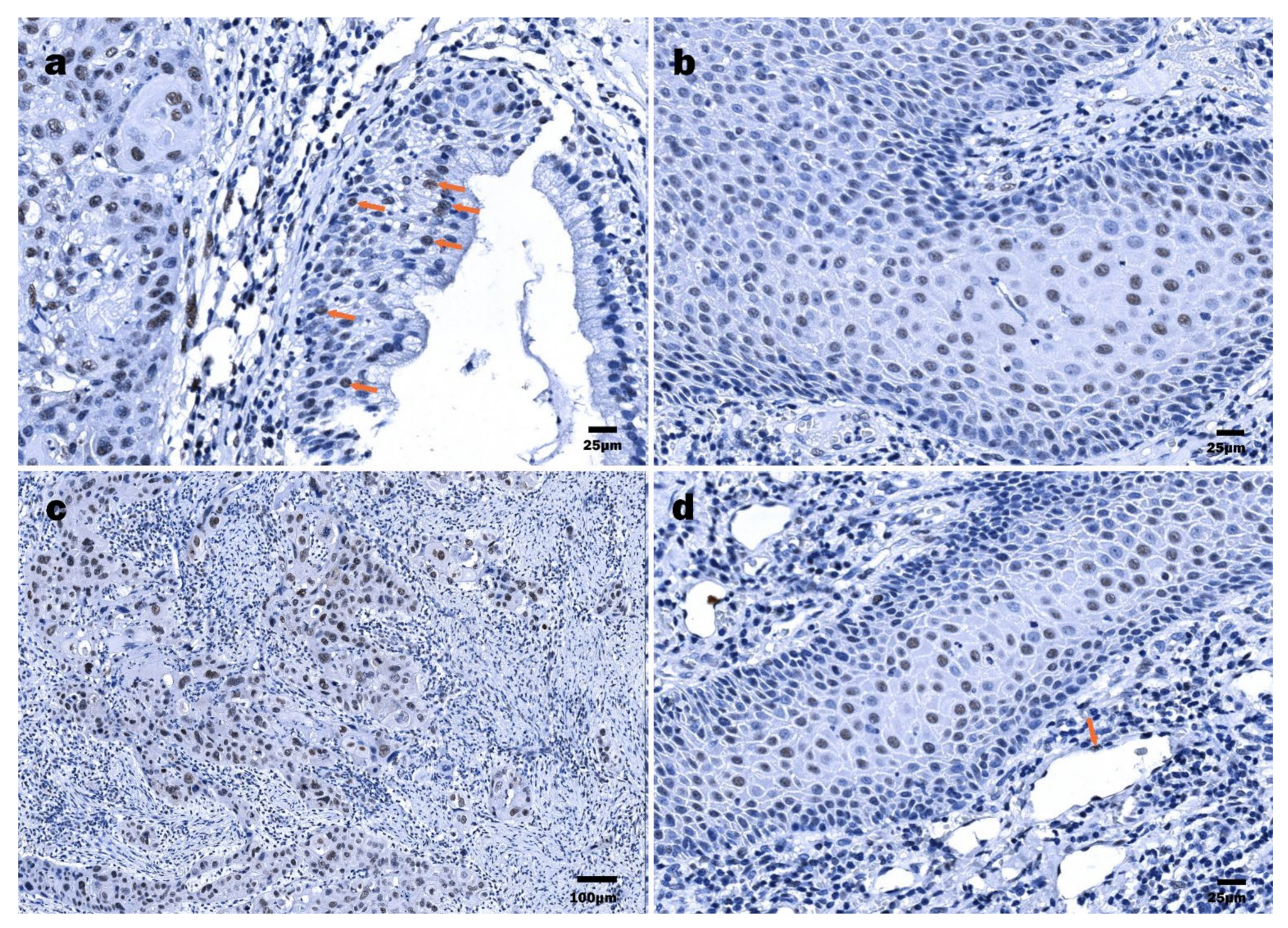 Viruses 13 01008 g004