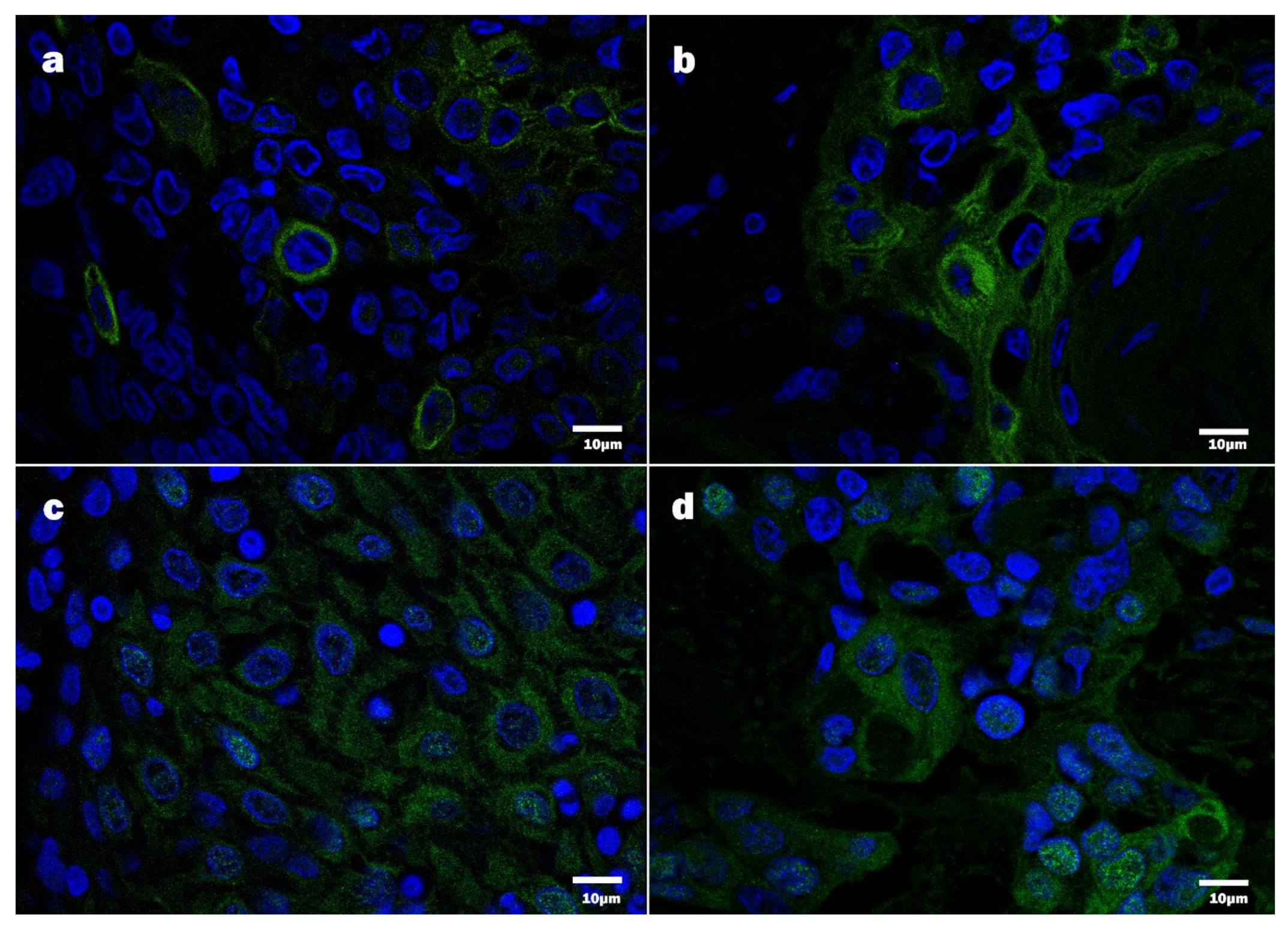 Viruses 13 01008 g005