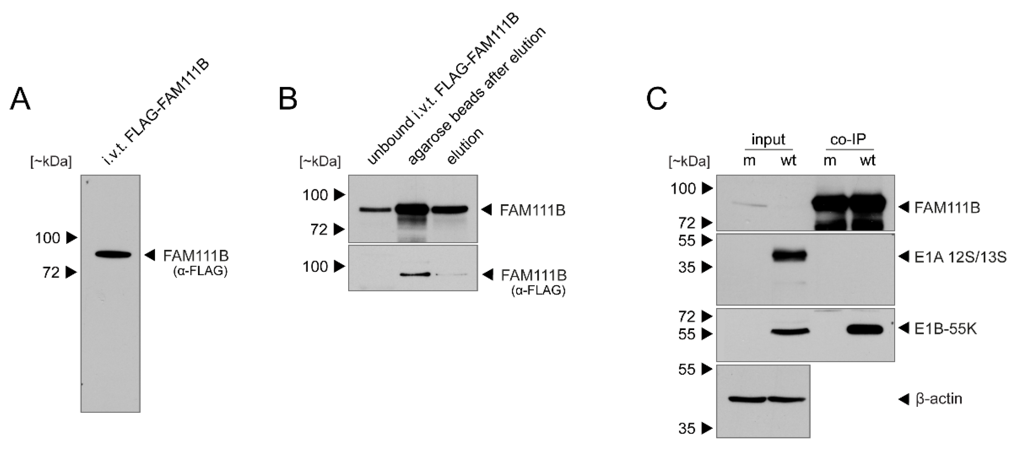Viruses 13 01015 g002