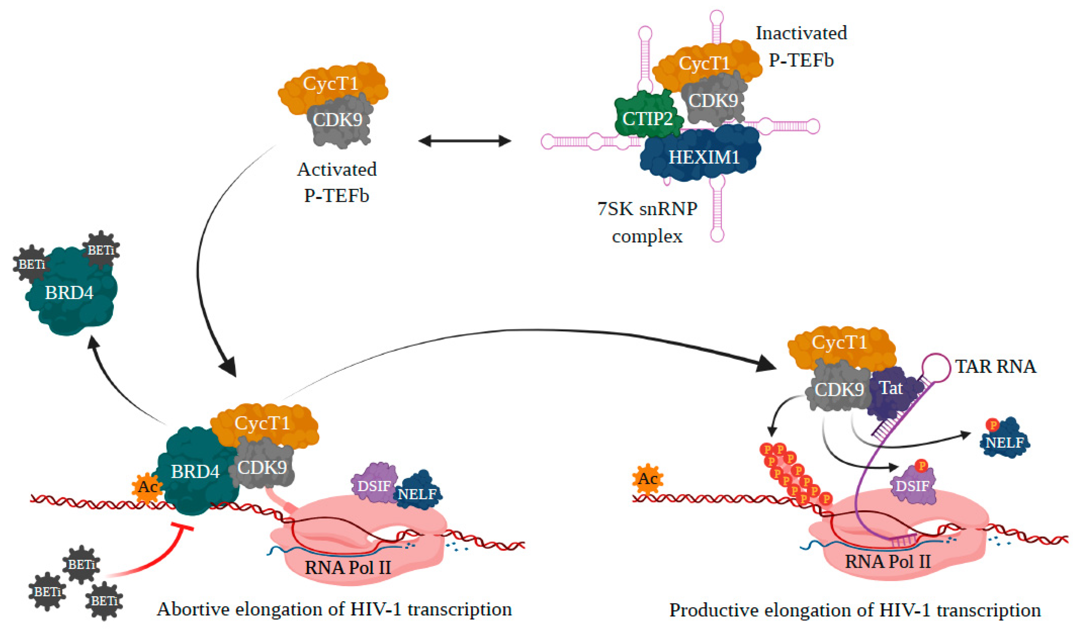 Viruses 13 01026 g002