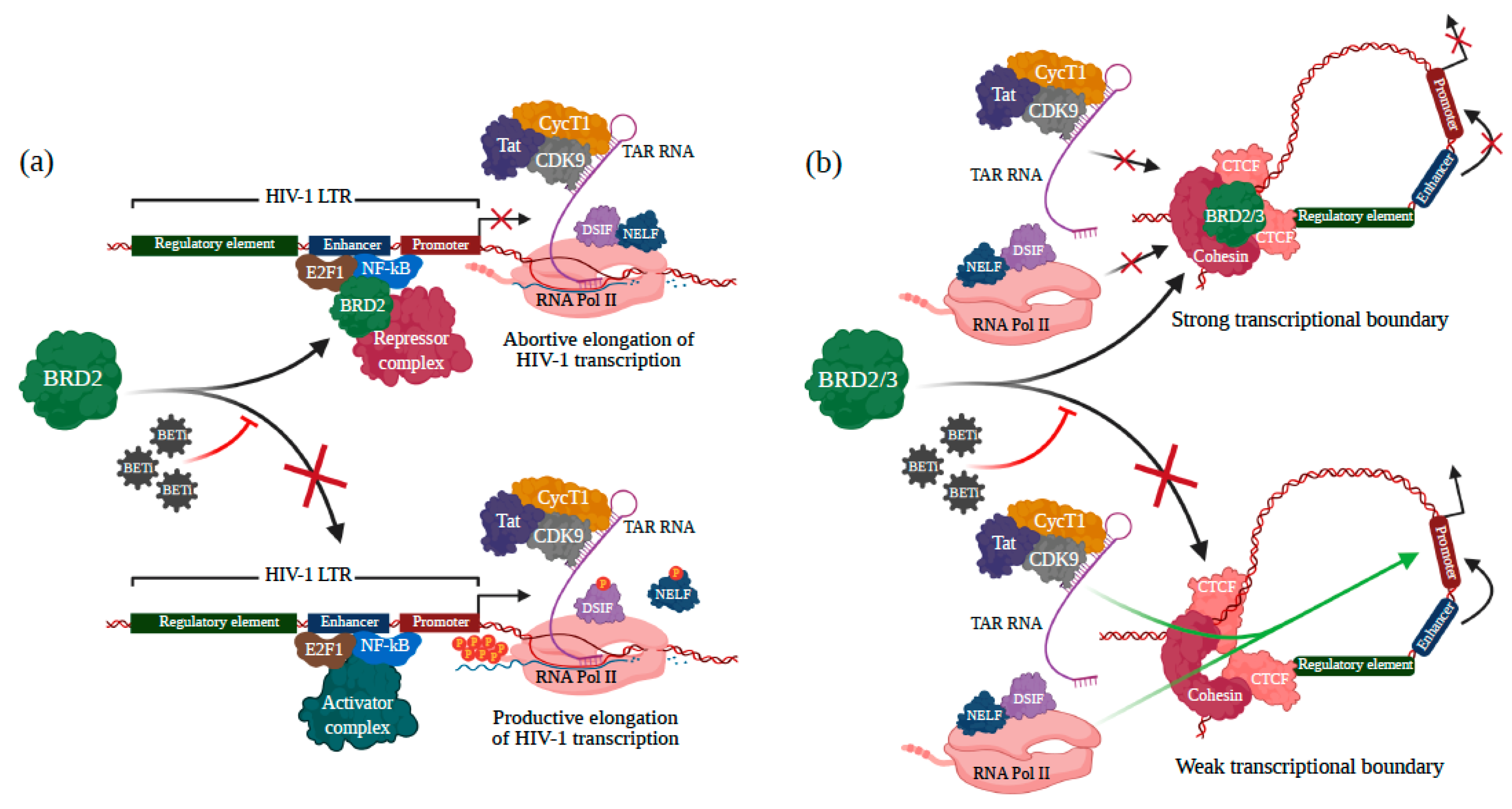 Viruses 13 01026 g003