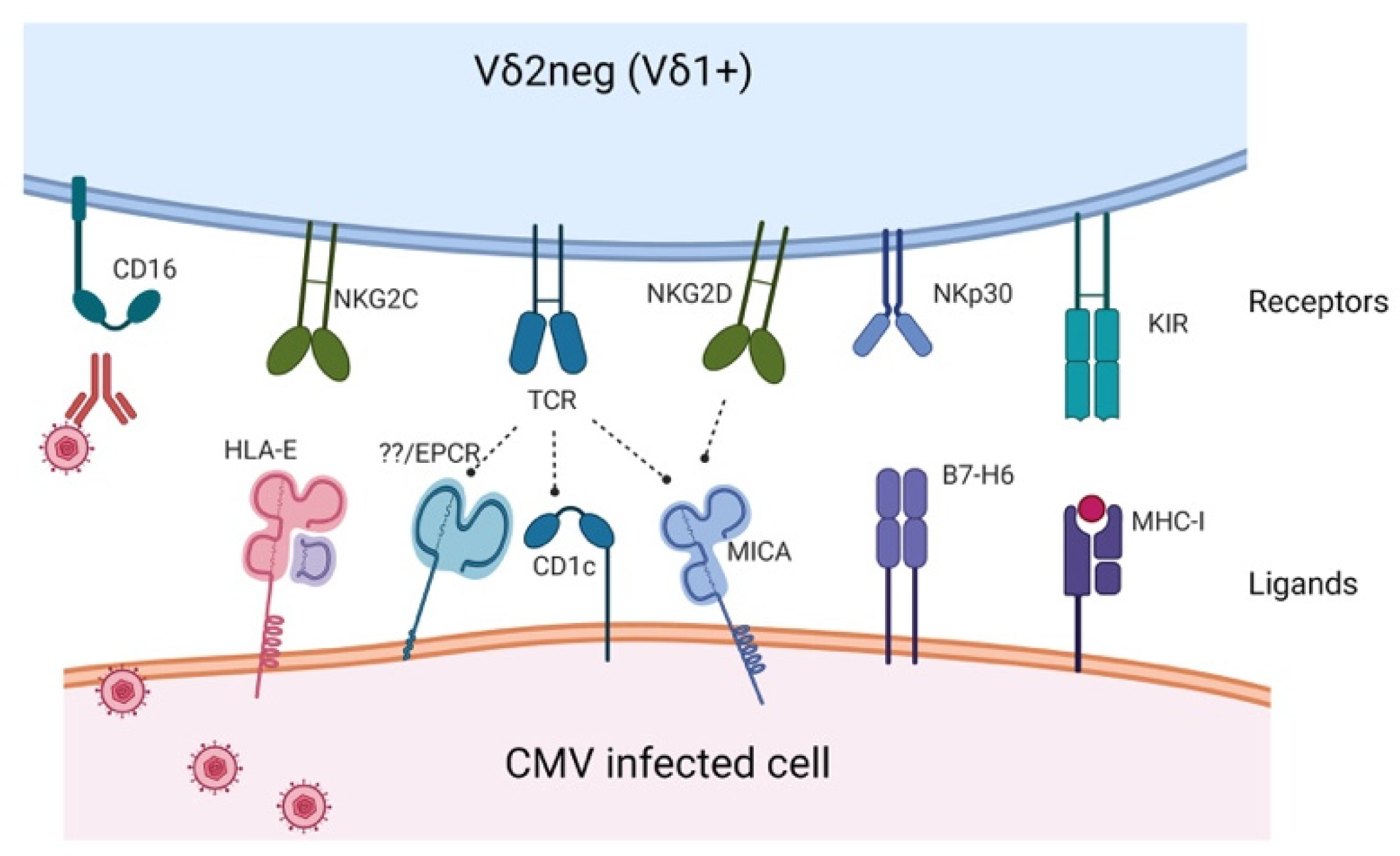 Viruses 13 01031 g001 Viruses 13 01031 g001