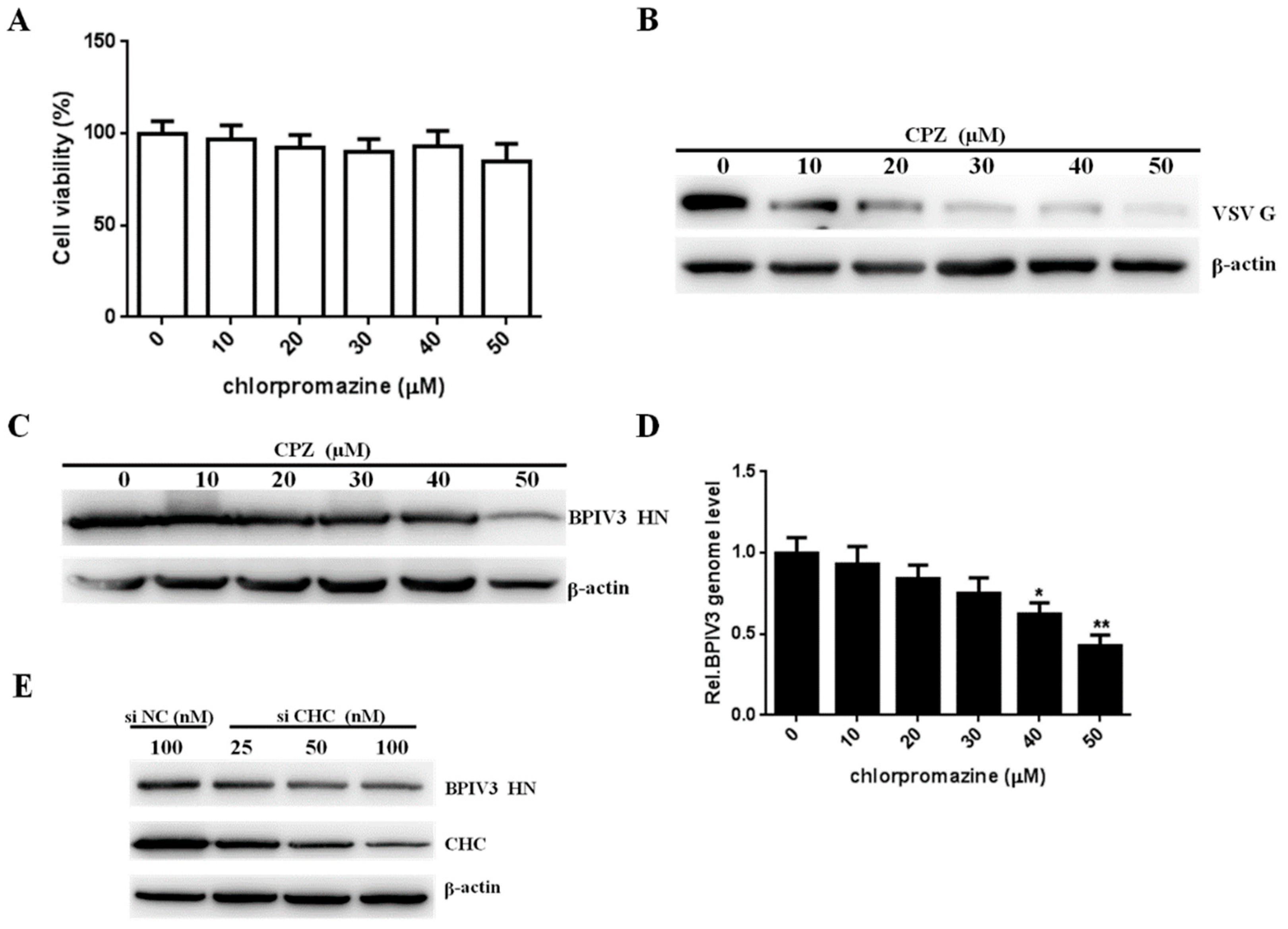 Viruses 13 01035 g003