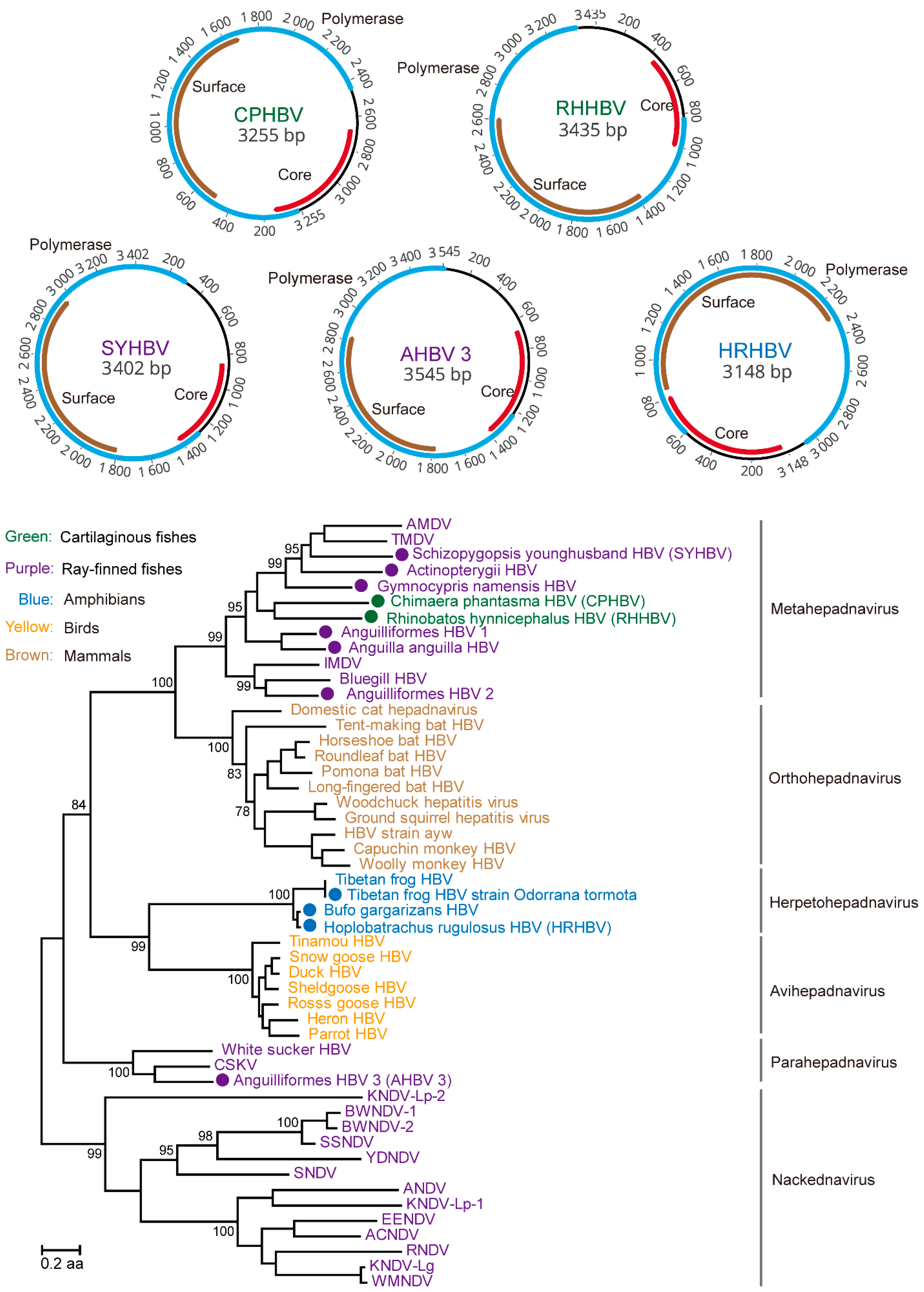 Viruses 13 01042 g004