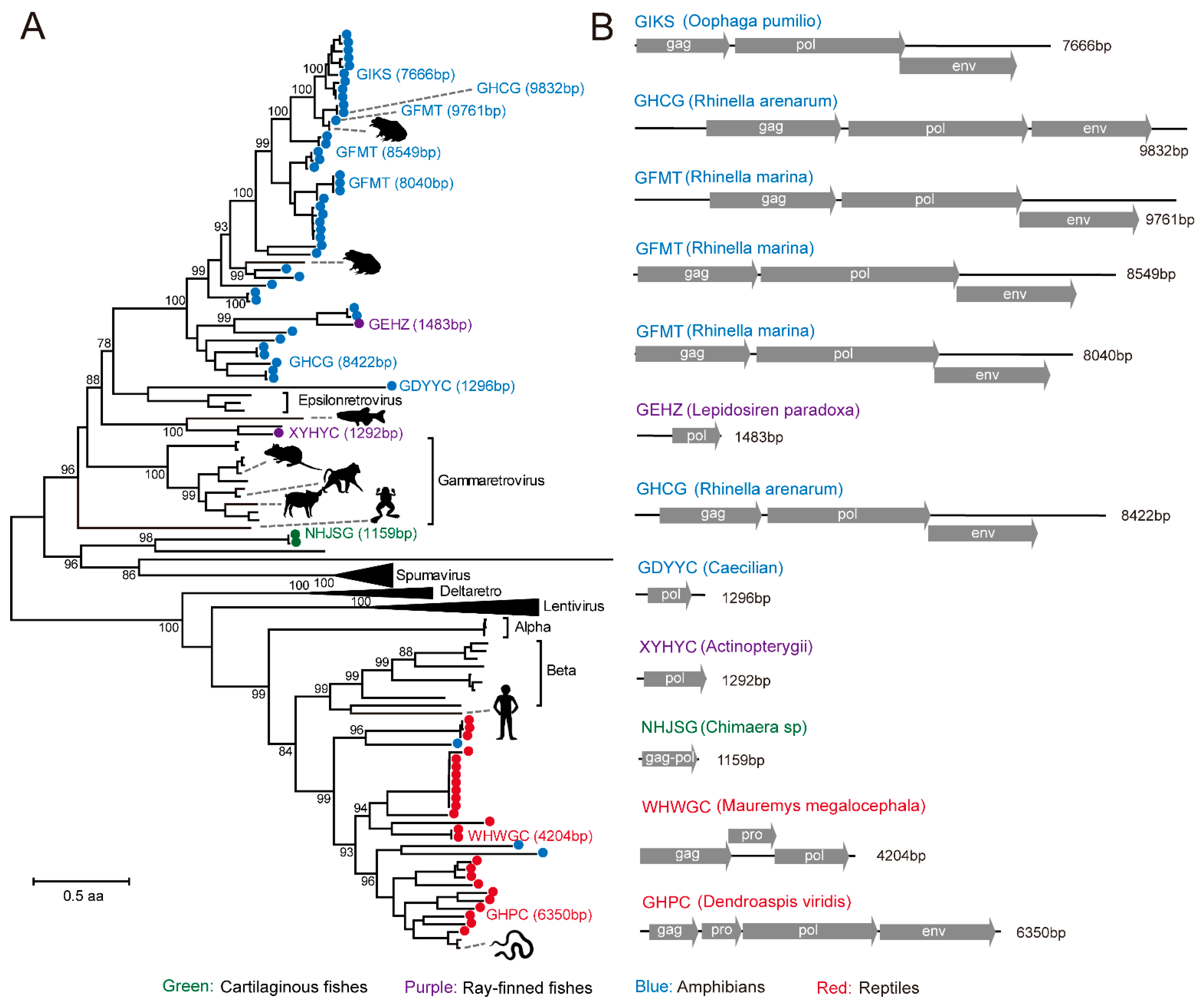 Viruses 13 01042 g005