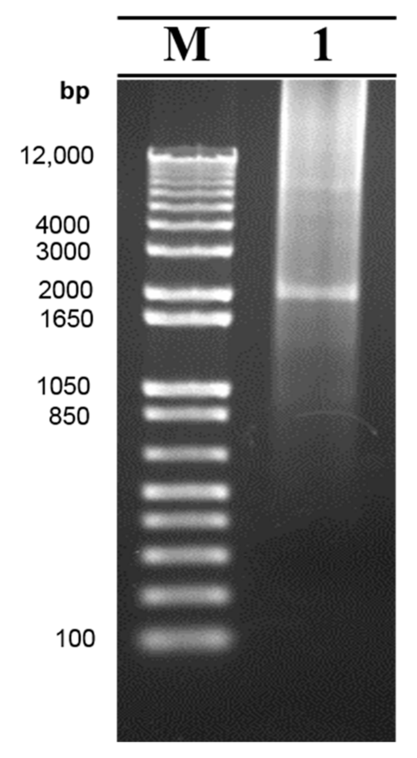 Viruses 13 01047 g004