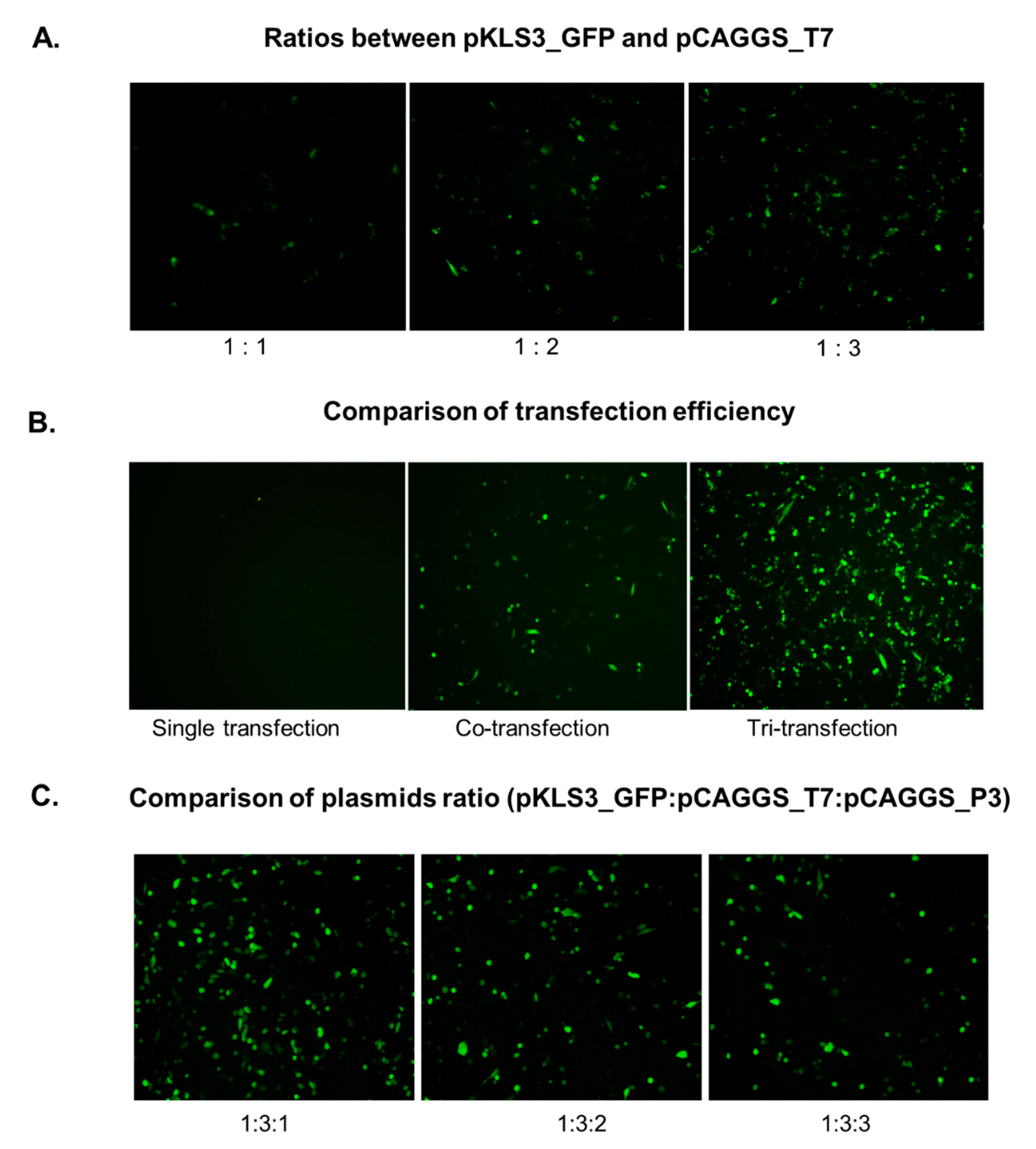 Viruses 13 01047 g005