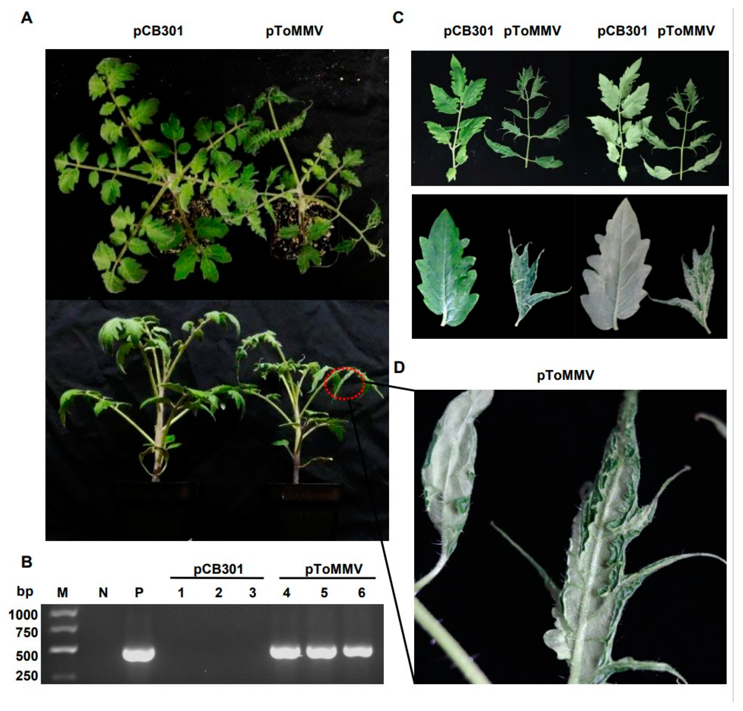 Viruses 13 01050 g003