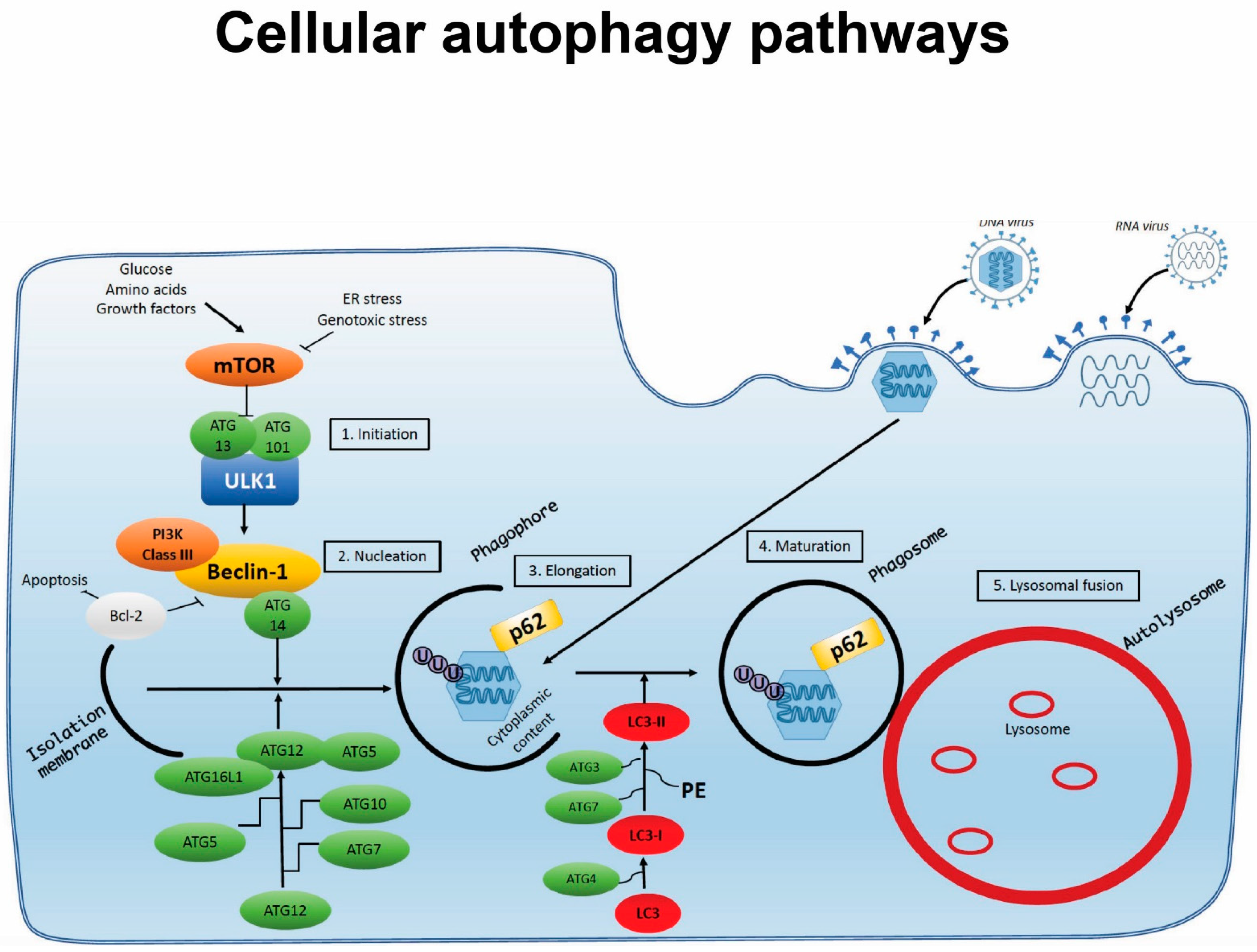 Viruses 13 01053 g001