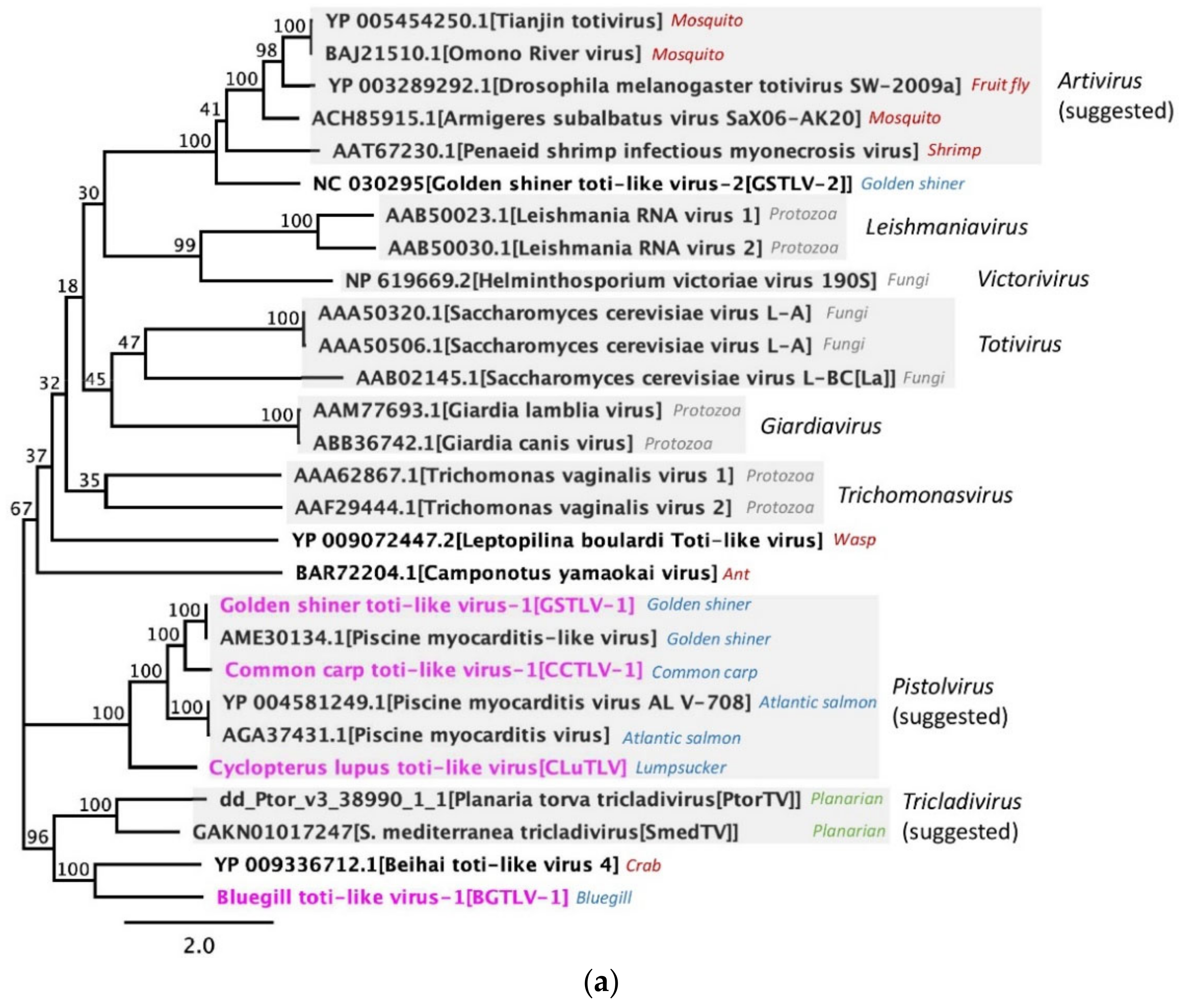 Viruses 13 01063 g006a