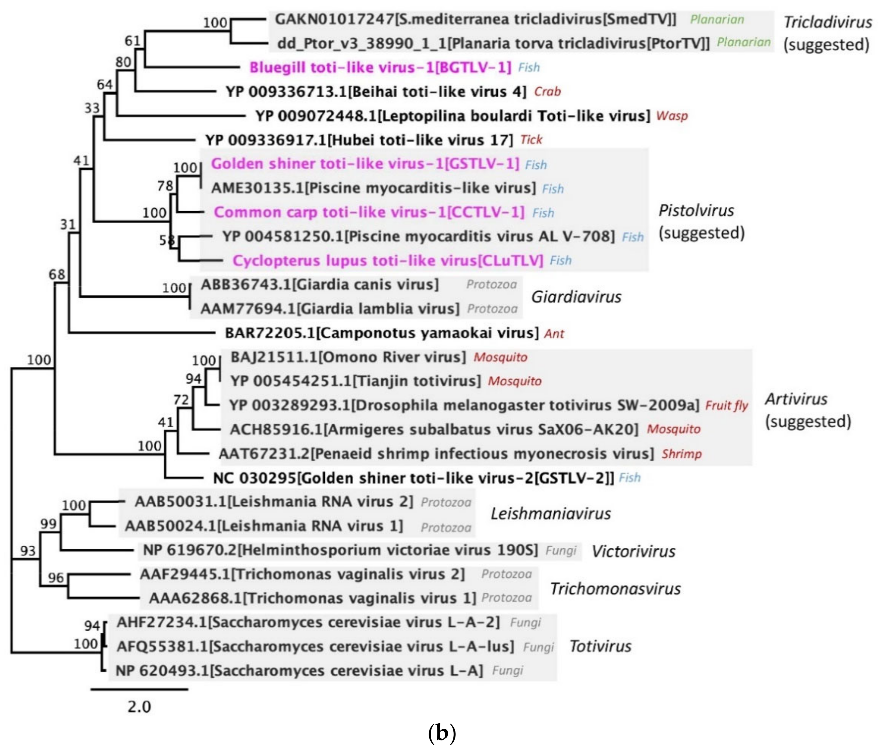 Viruses 13 01063 g006b