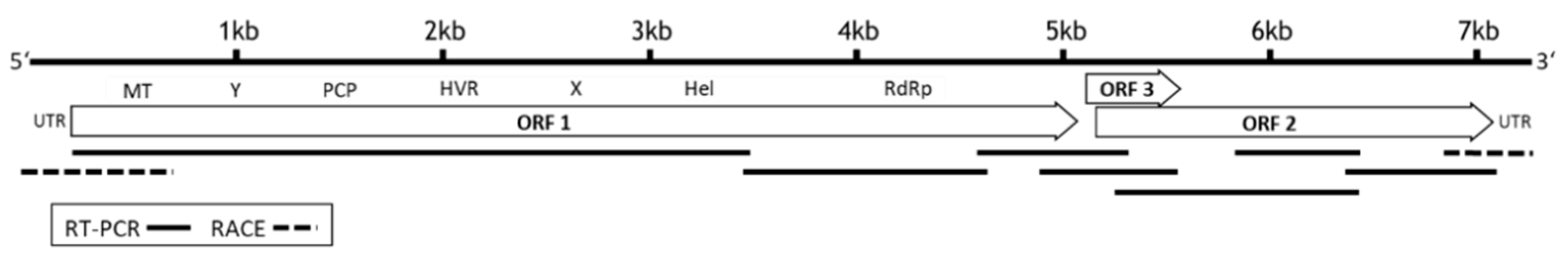 Viruses 13 01065 g001